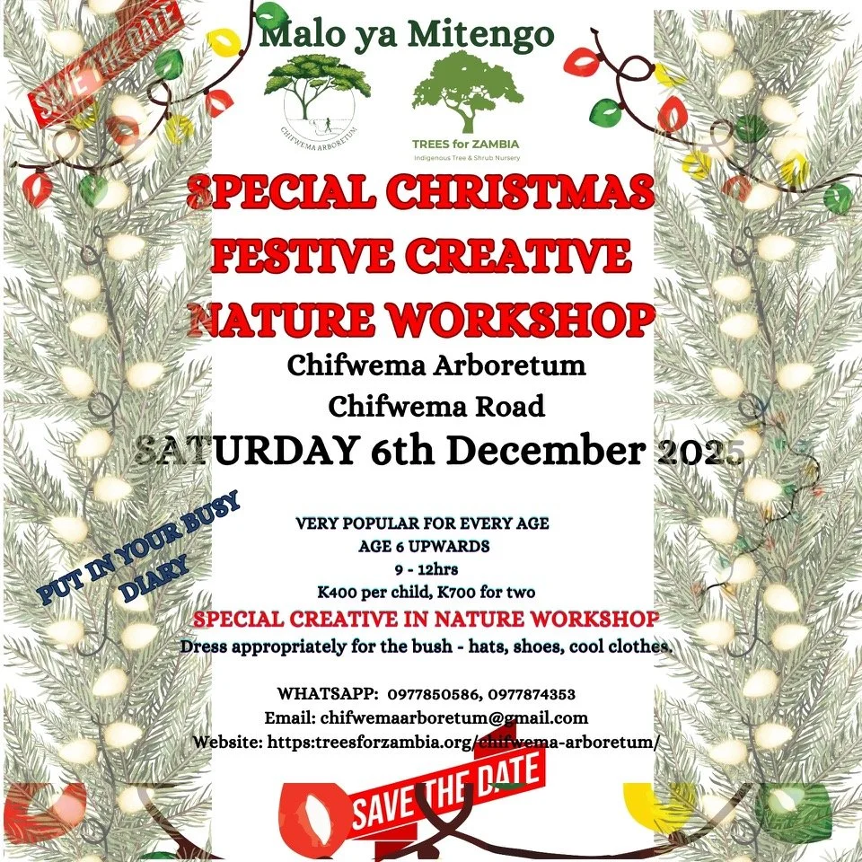 Chifwema Arboretum Christmas Festive Creative Nature Workshop – Lusaka Holiday Fun