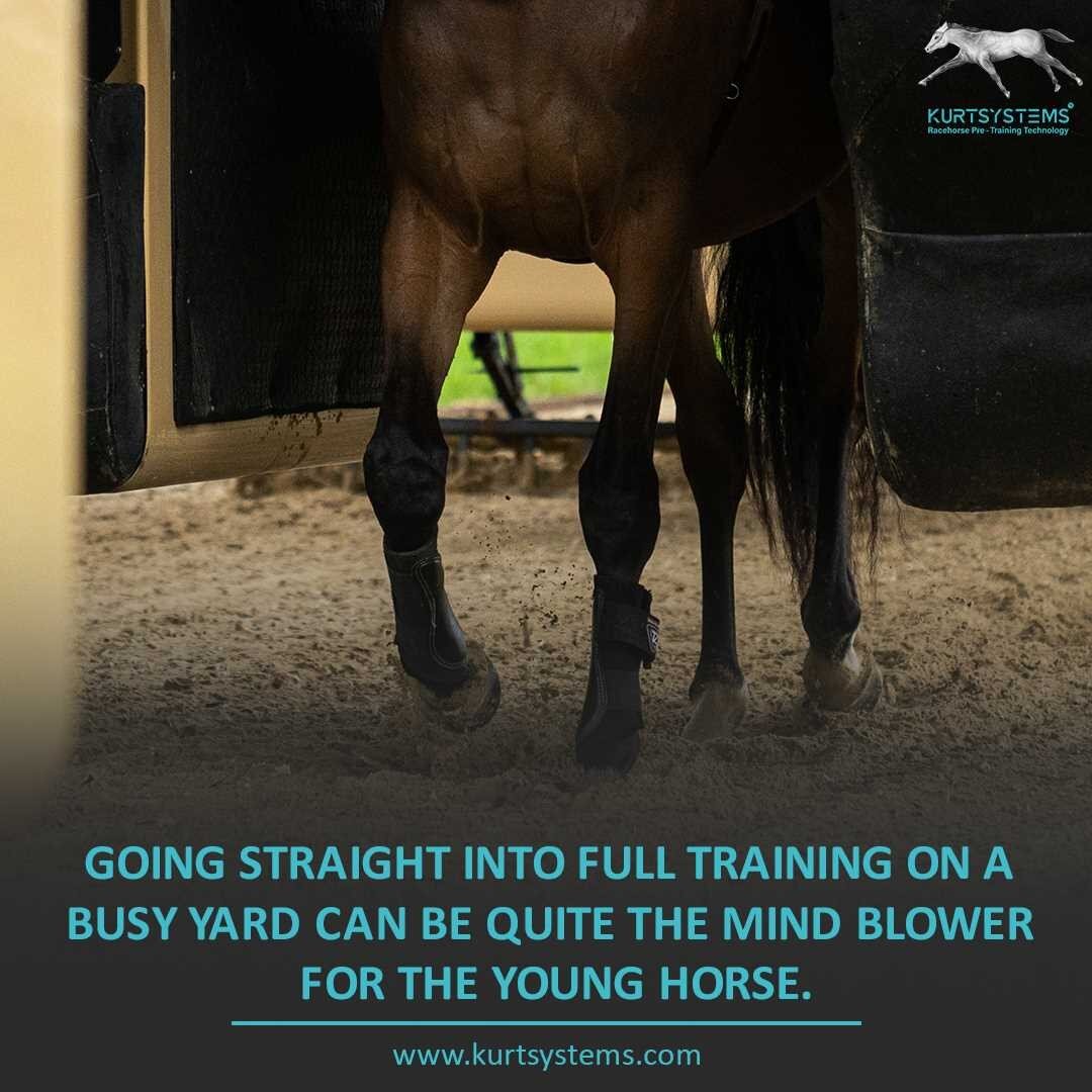 This is why most owners/trainers will prefer for their horses to go first to a Pre-Training yard where they have the basics established in a smaller and calmer environment.

✔️We work with the trainer and/or owner(s) to achieve your pre-training goal