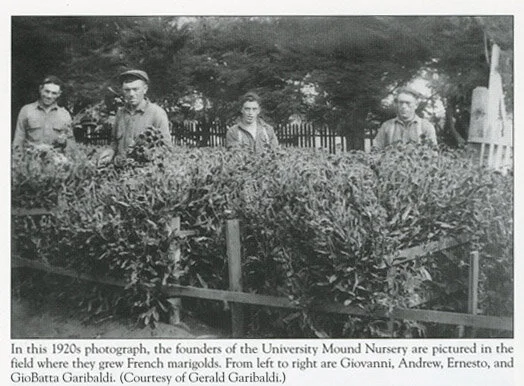 Marigolds and Coyote002_edit.jpg