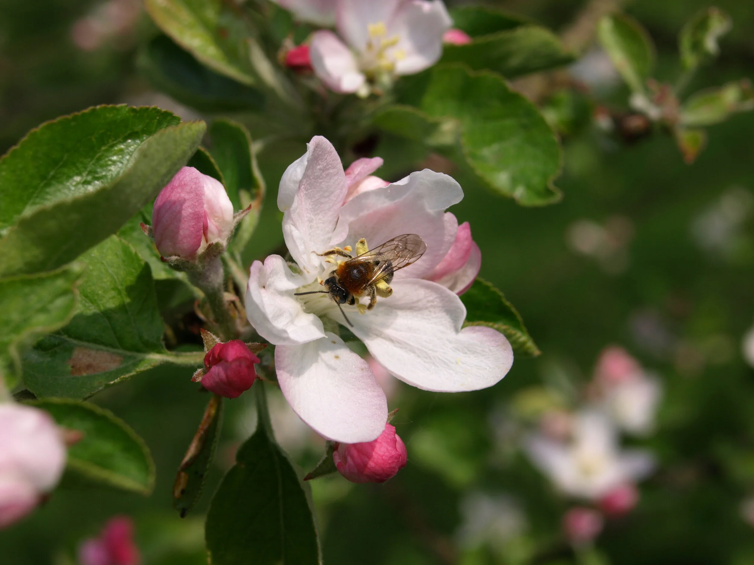 Bee.jpg