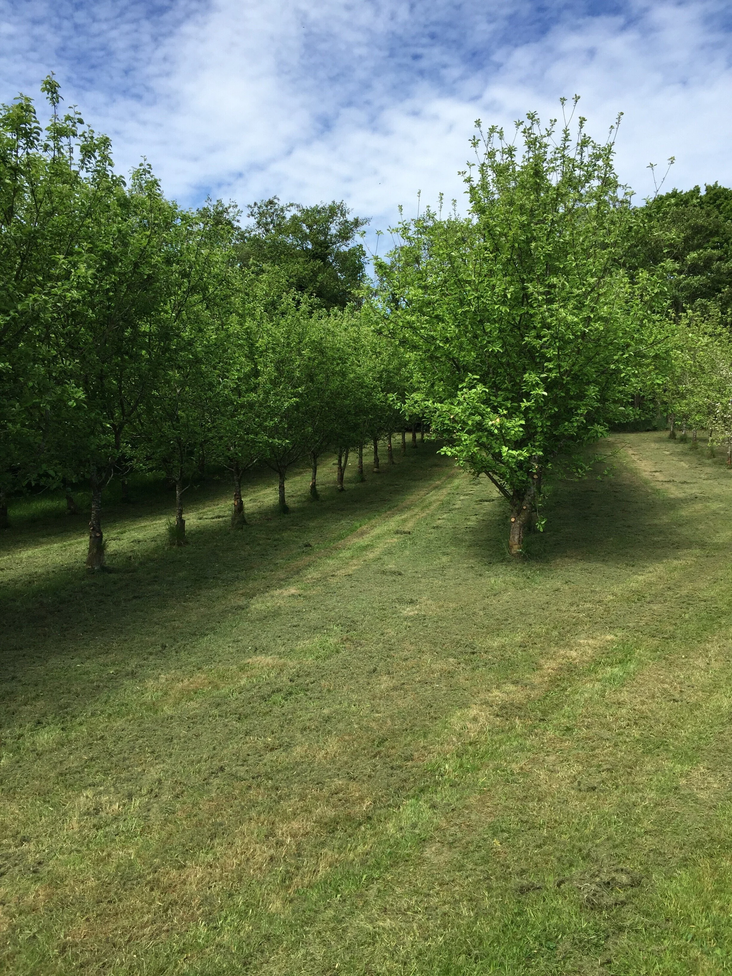 Mown Orchard.jpg