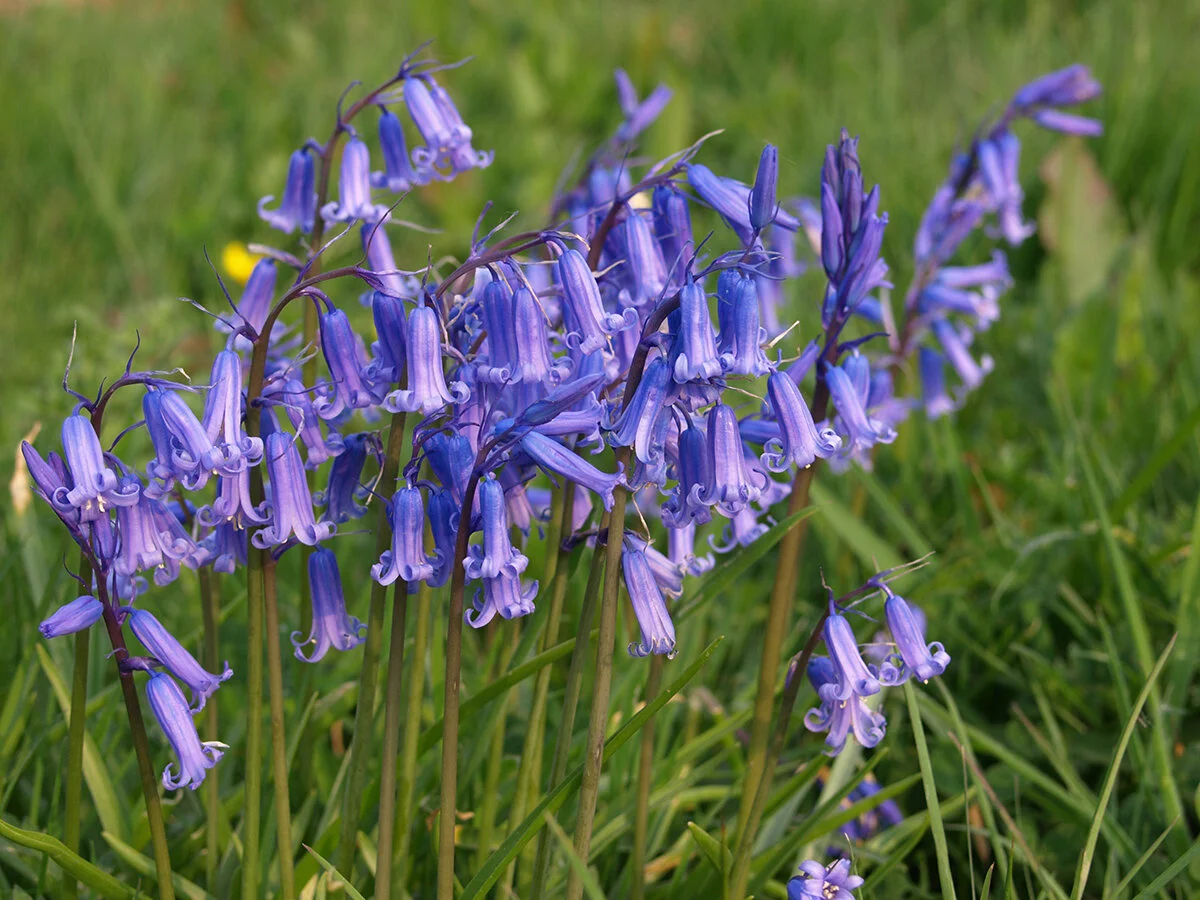 Olympus-Ilfracombe-April-2011-3281.jpg
