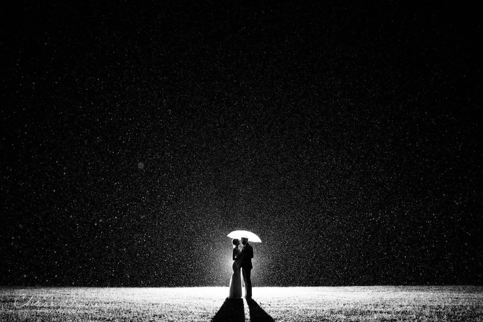 Gallery — Wild Daisy Farm