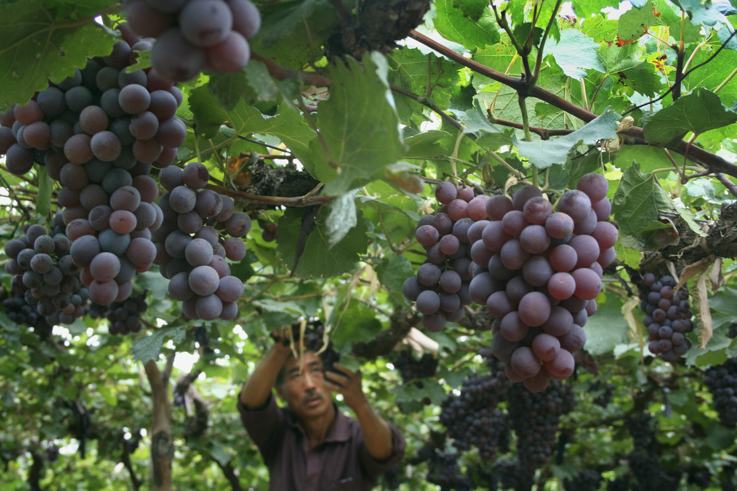 Picking grapes, both table grapes and wine - Hebei Province