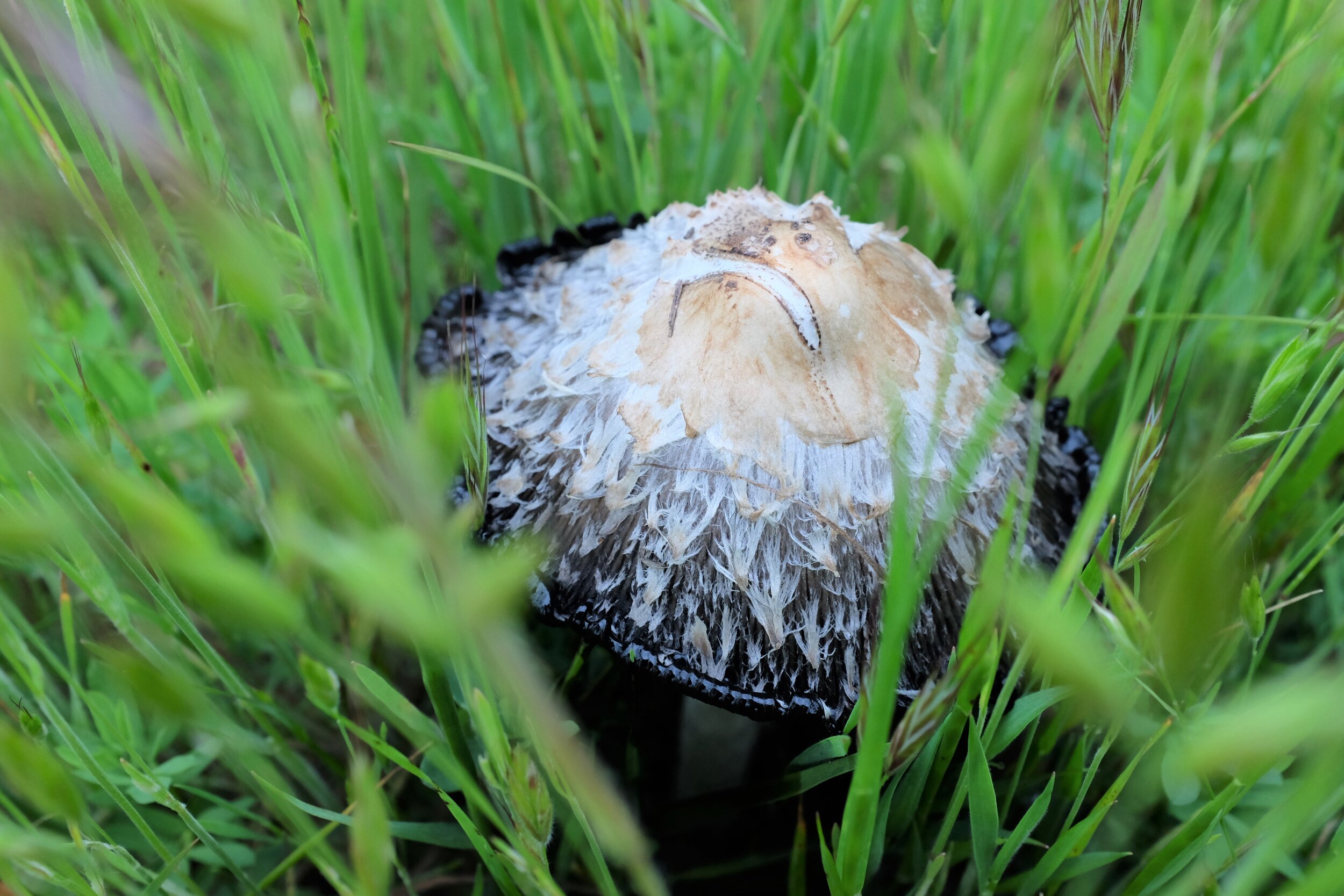 DSCF28221.jpg