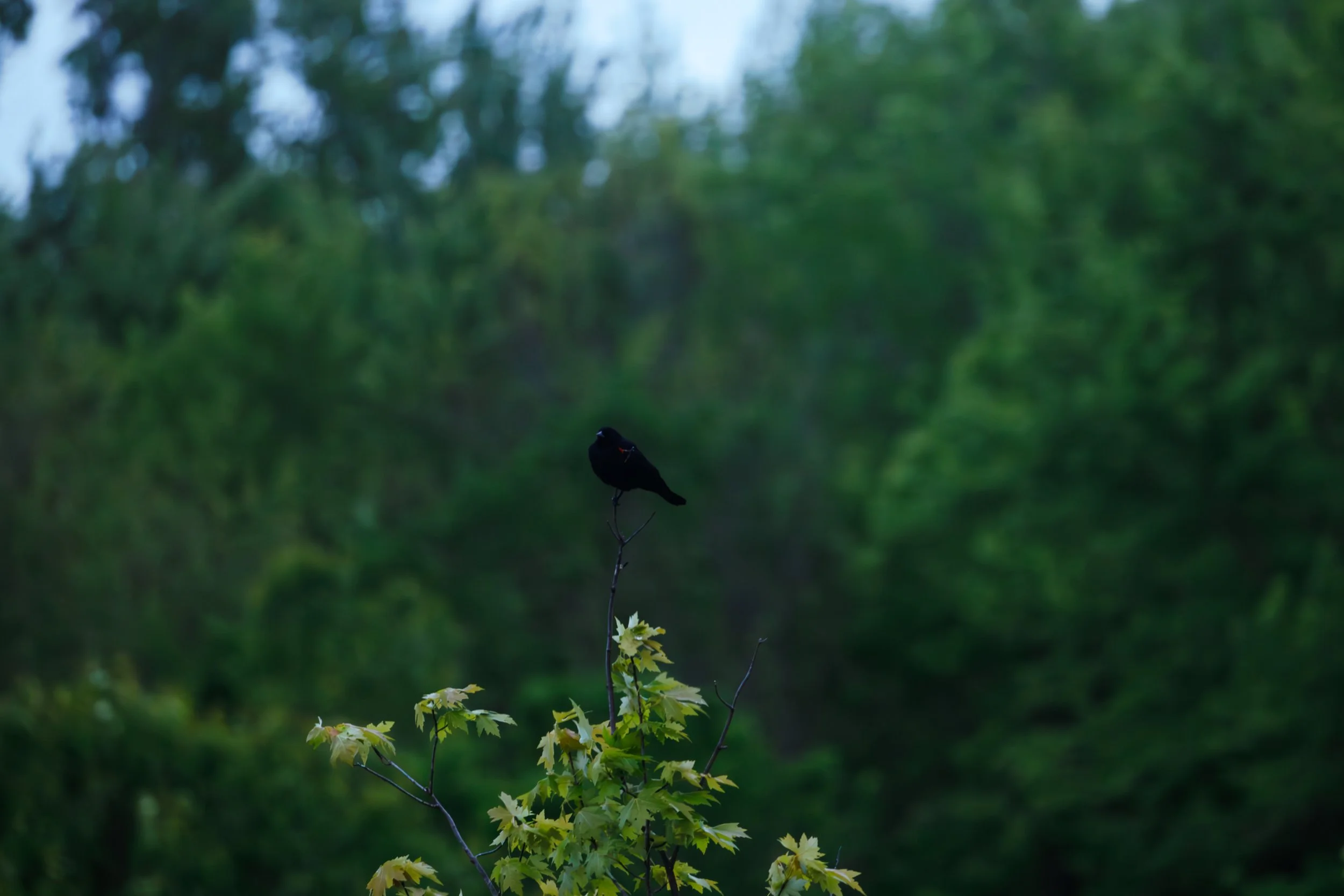 3R9A2165-Enhanced-NR.jpg