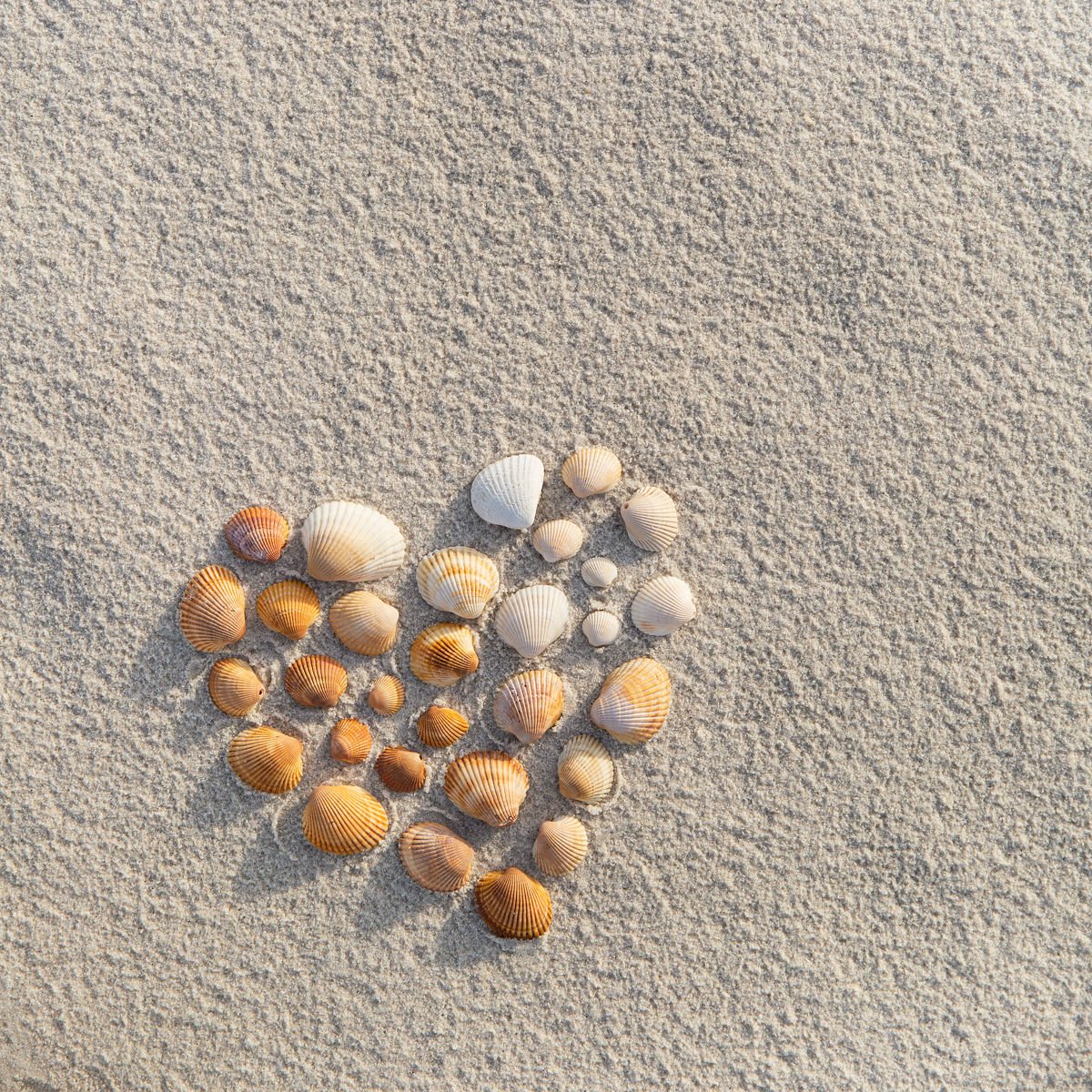 Seashells placed in heart shape on sand finding your passion