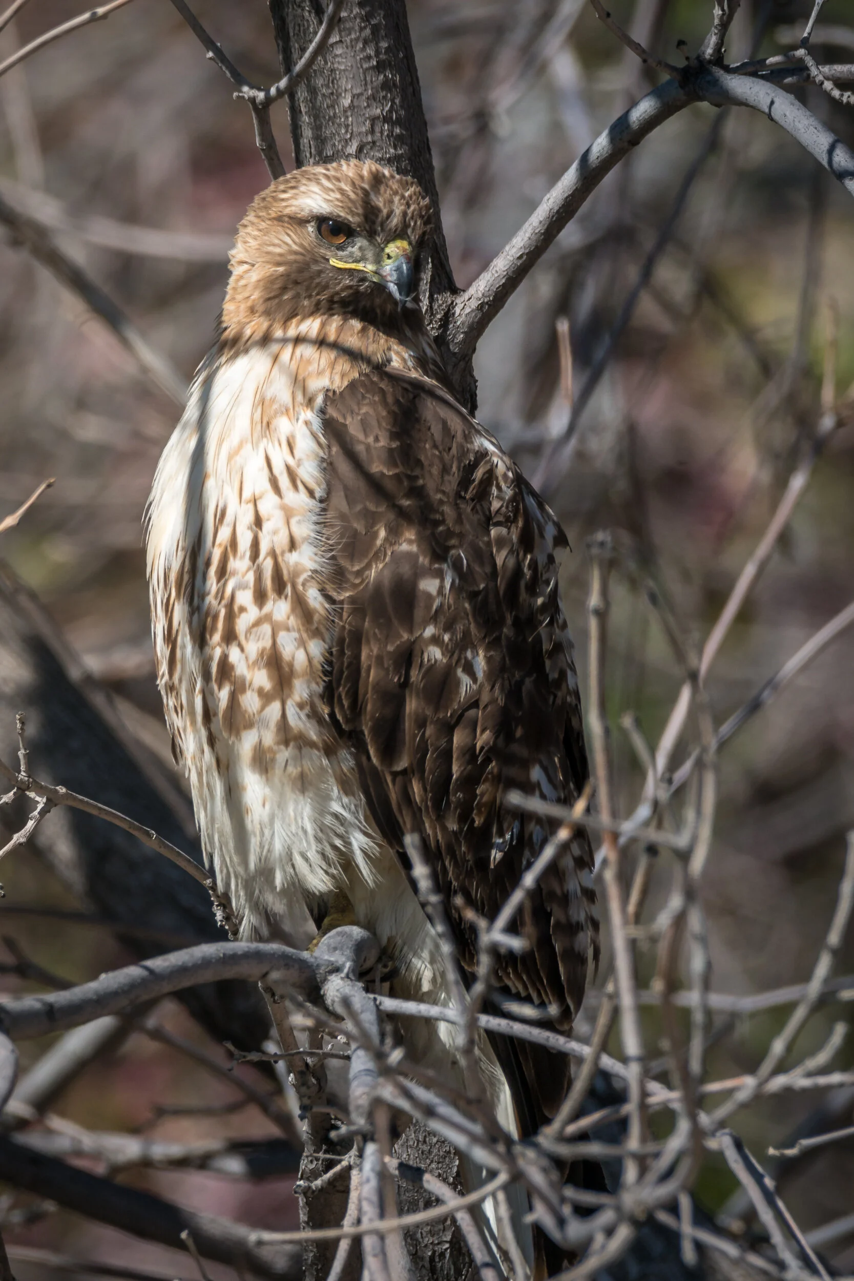 12_Red-tailed_Hawk.jpg