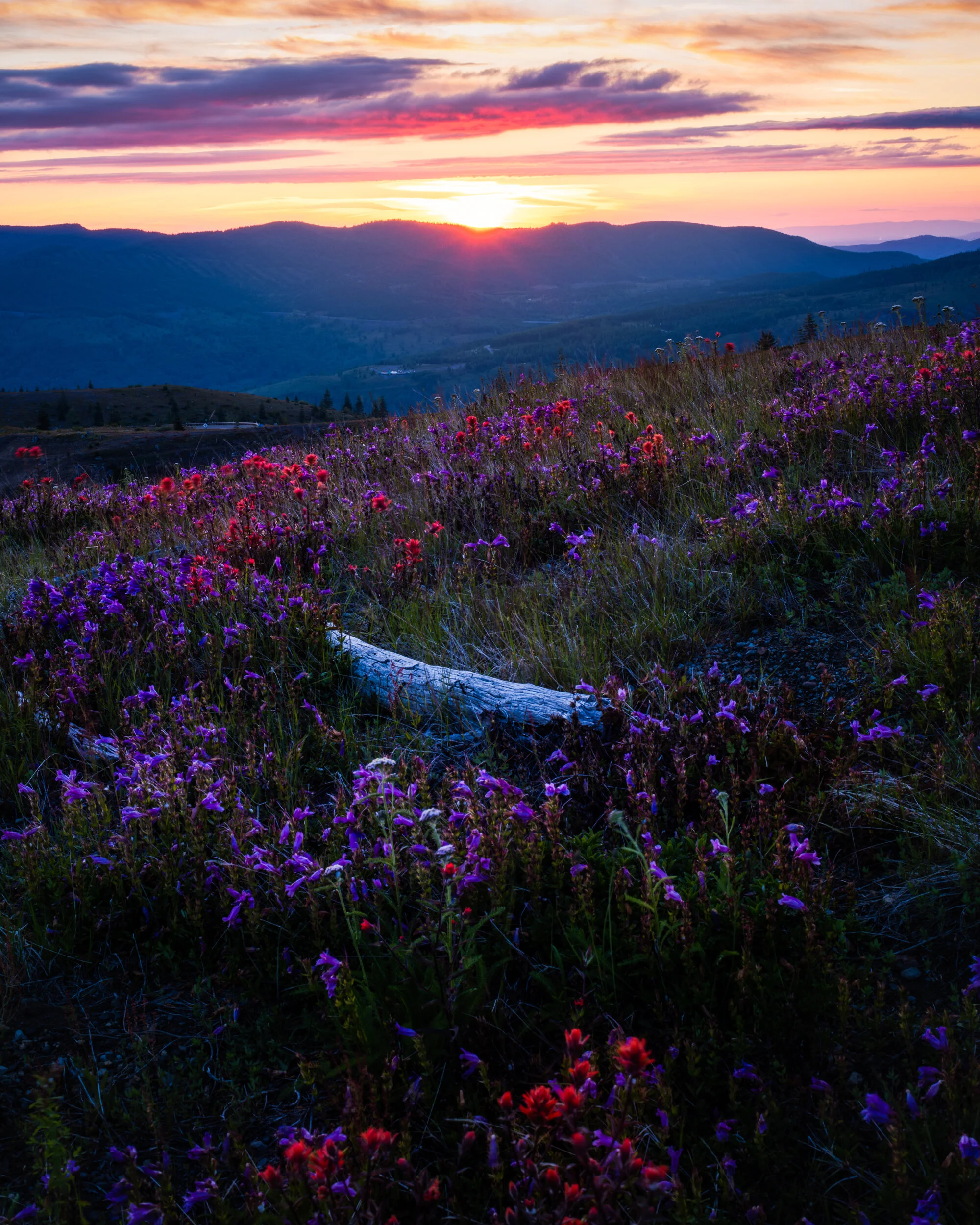 11_Burst_of_Beauty.jpg
