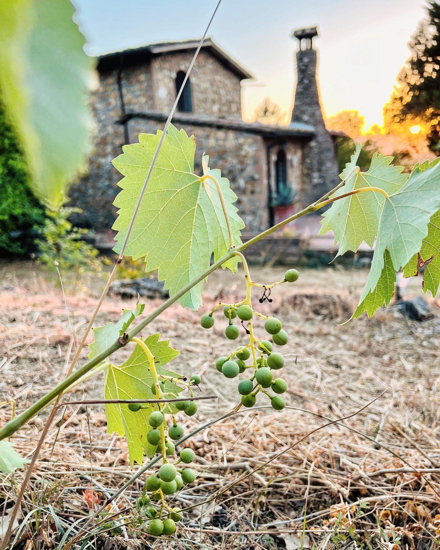 Some old grape voles are popping up all around our property! This year we will learn of each of them to find out what they are so we may grow them better next year 😊 It&rsquo;s a good thing we have our own in-house sommelier @beremangiaremeglio for 