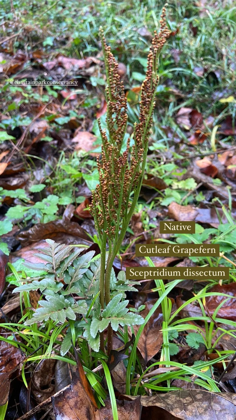 Photo Nov 11 2024, 9 13 06 AM.jpg