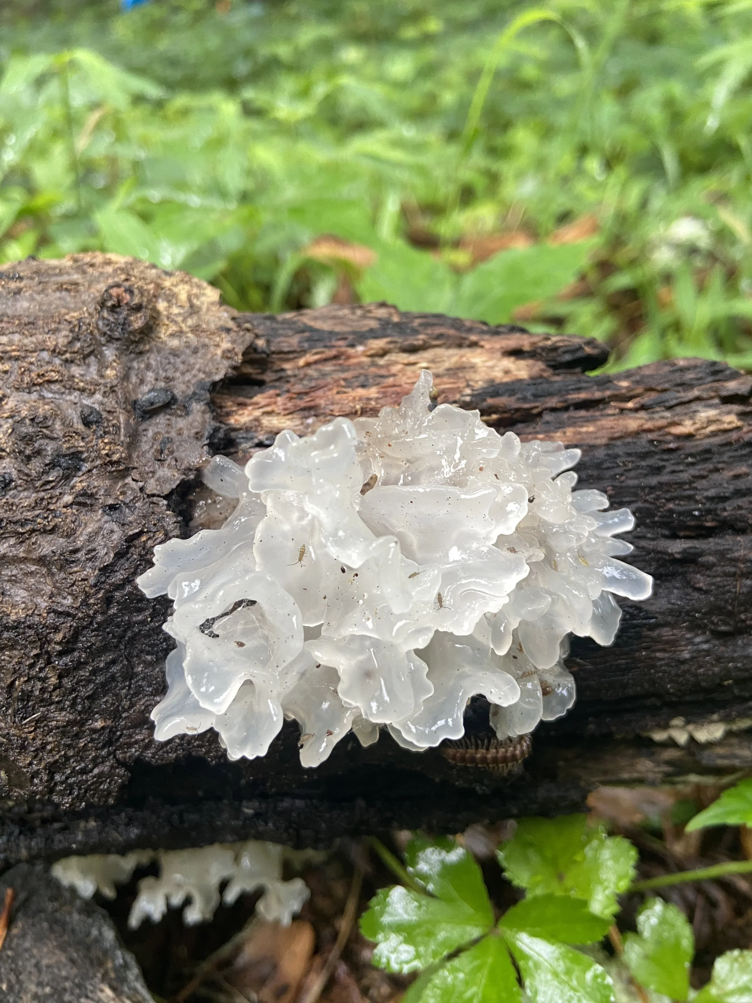 Snow Fungus (Tremella fuciformis)