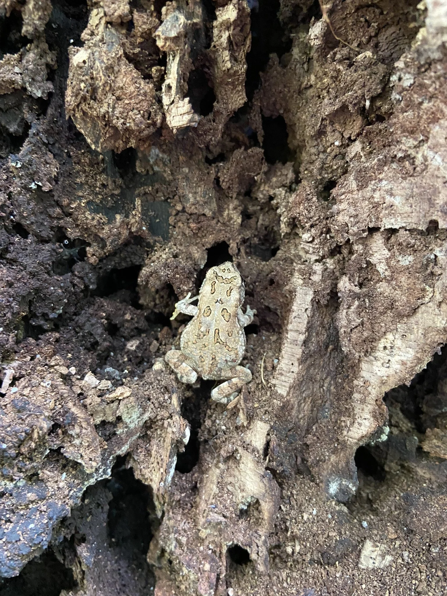 Fowler's Toad (Anaxyrus fowleri)