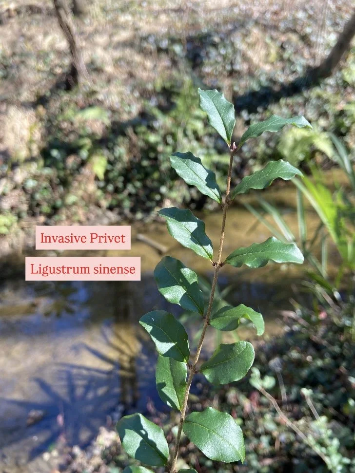 Photo Feb 17 2026, 12 08 17 PM.jpg