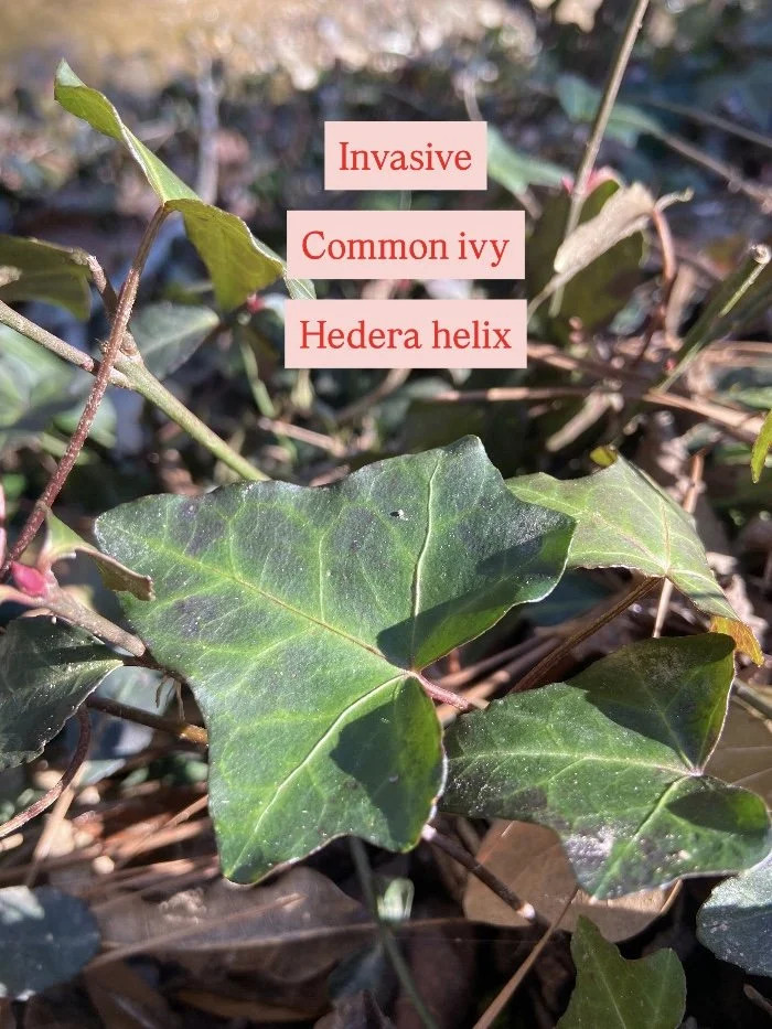 Photo Feb 17 2026, 12 06 04 PM.jpg