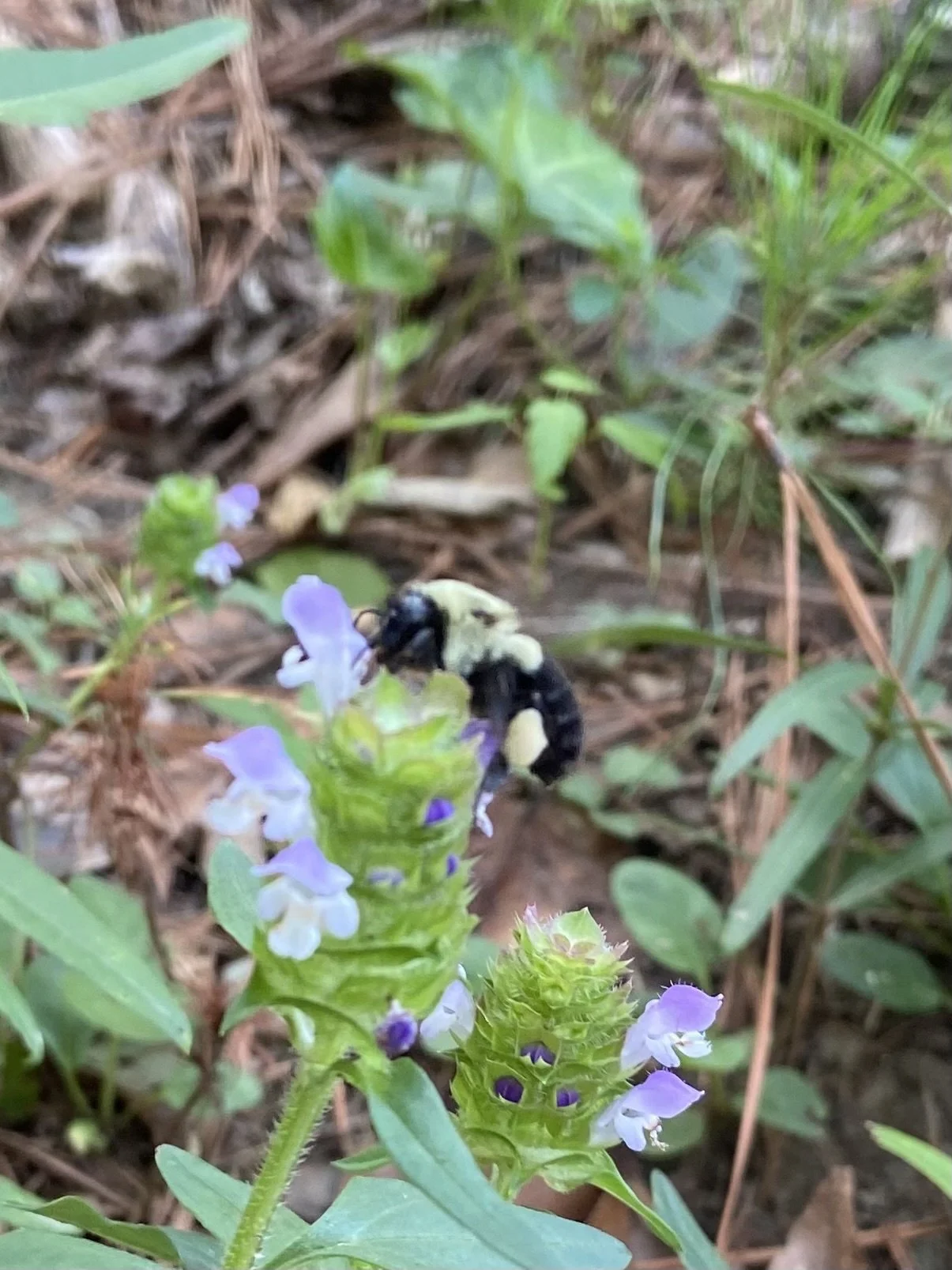 Eastern Bumble Bee (Bombus impatiens)