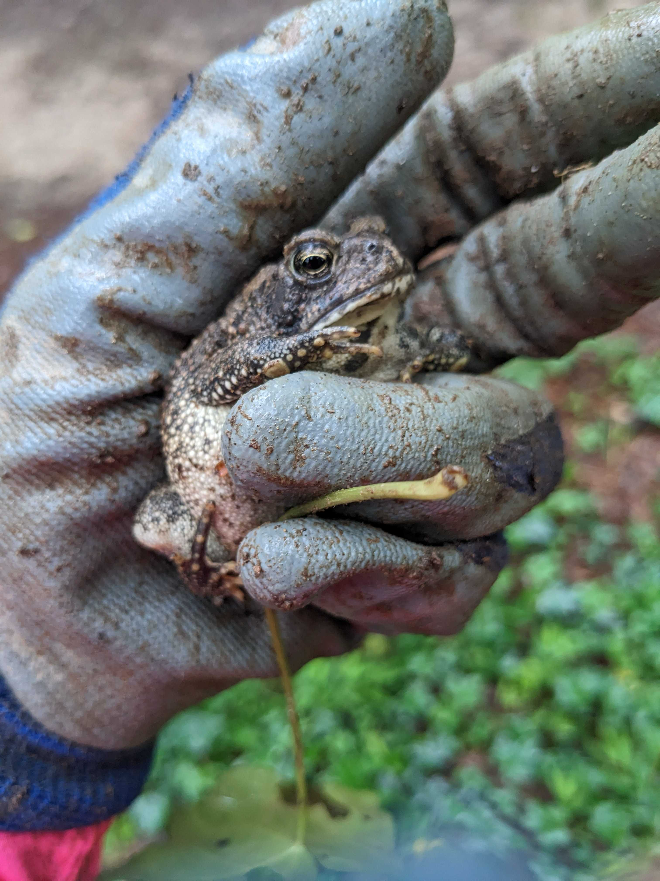 Unknown toad