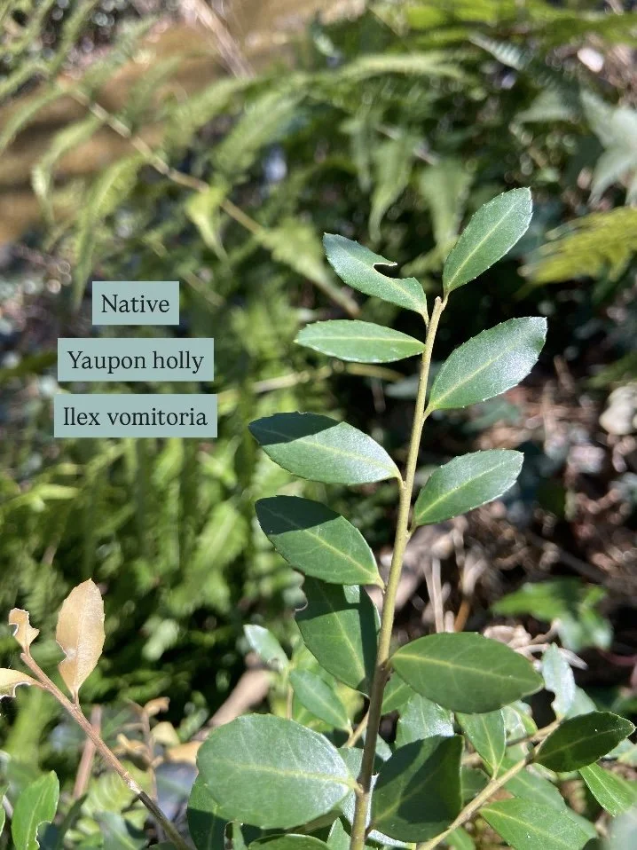 Photo Feb 17 2026, 12 09 12 PM.jpg