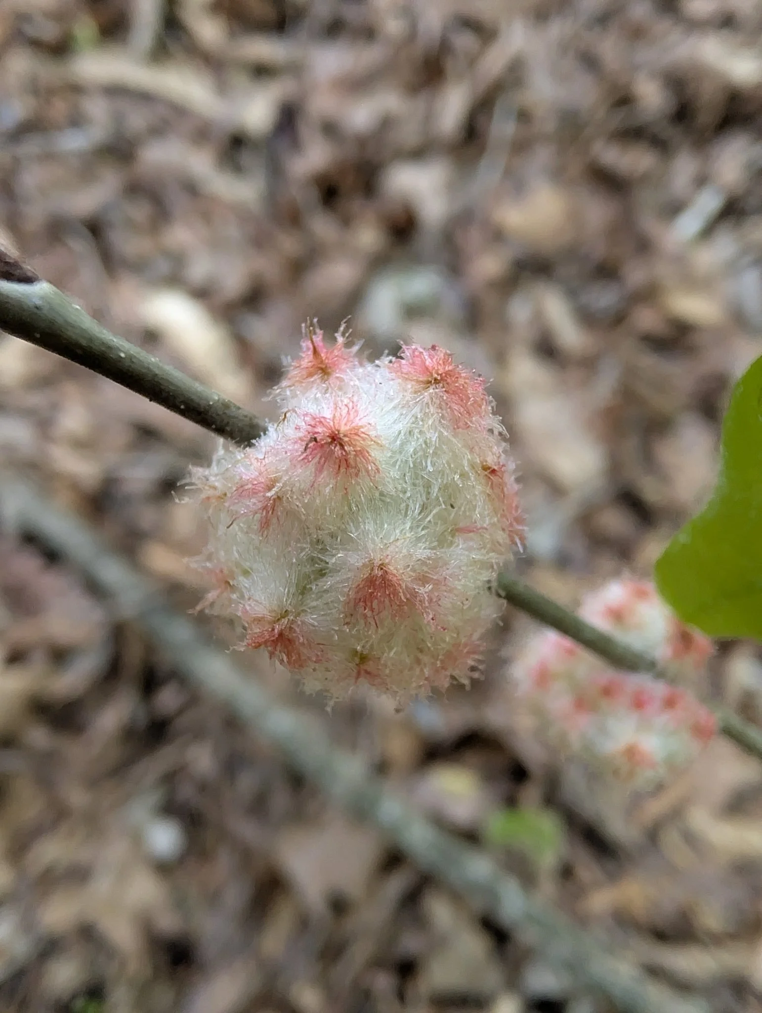 Wool Sower Gall Wasp (found on white oak)
