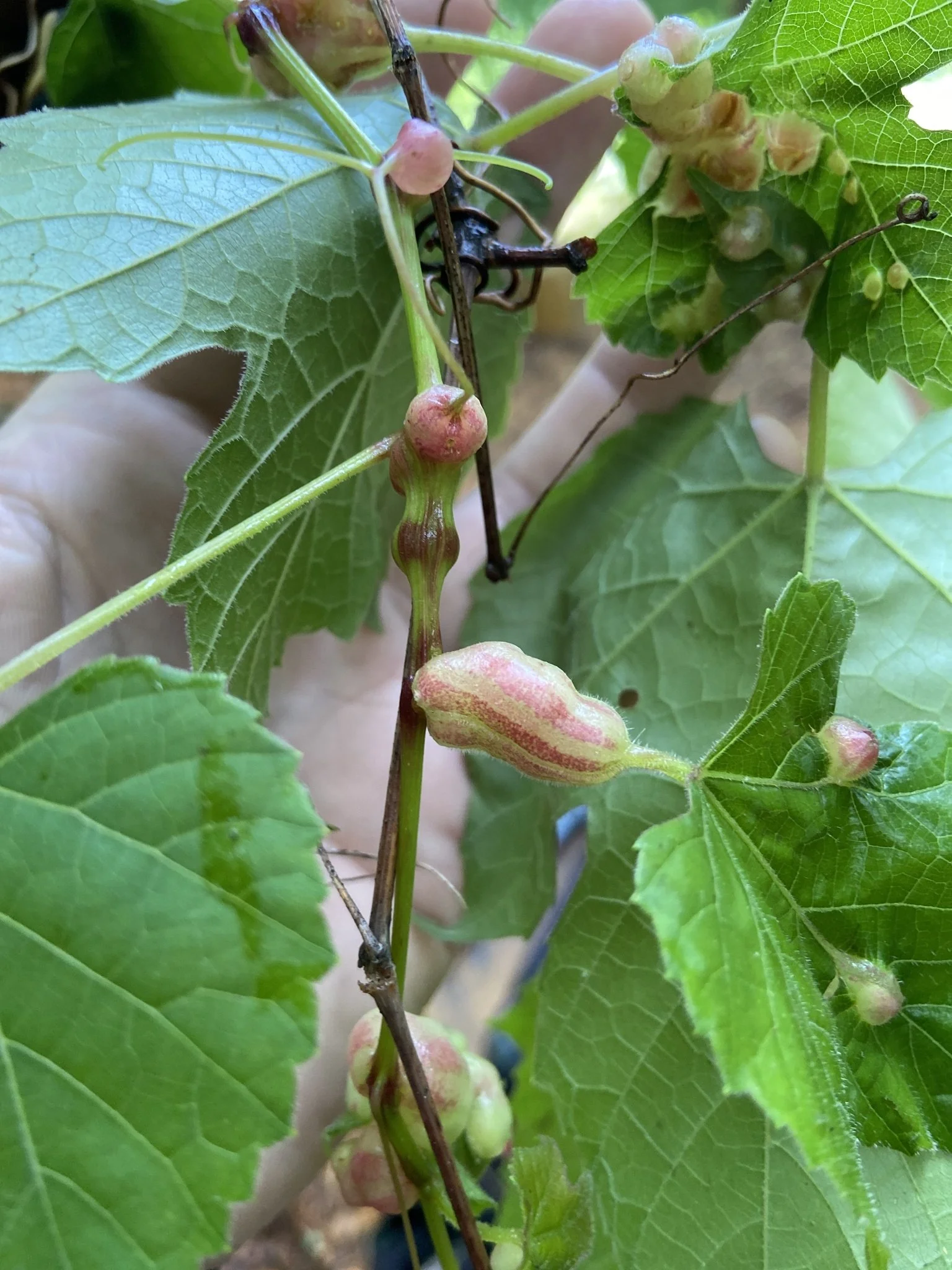 Grape Tumid Gallmaker Midge