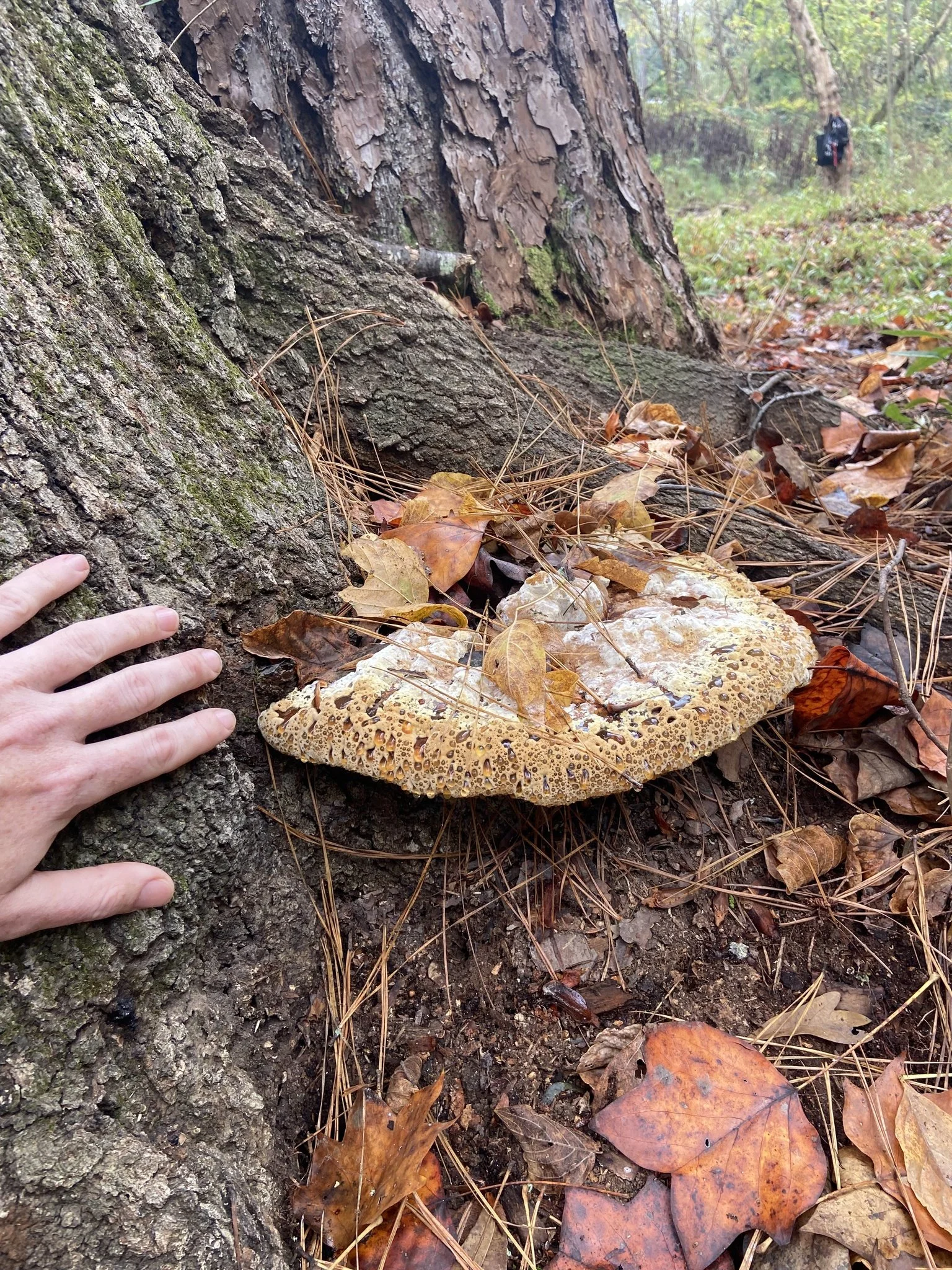 Oak Bracket (Pseudoinonotus dryadeu)