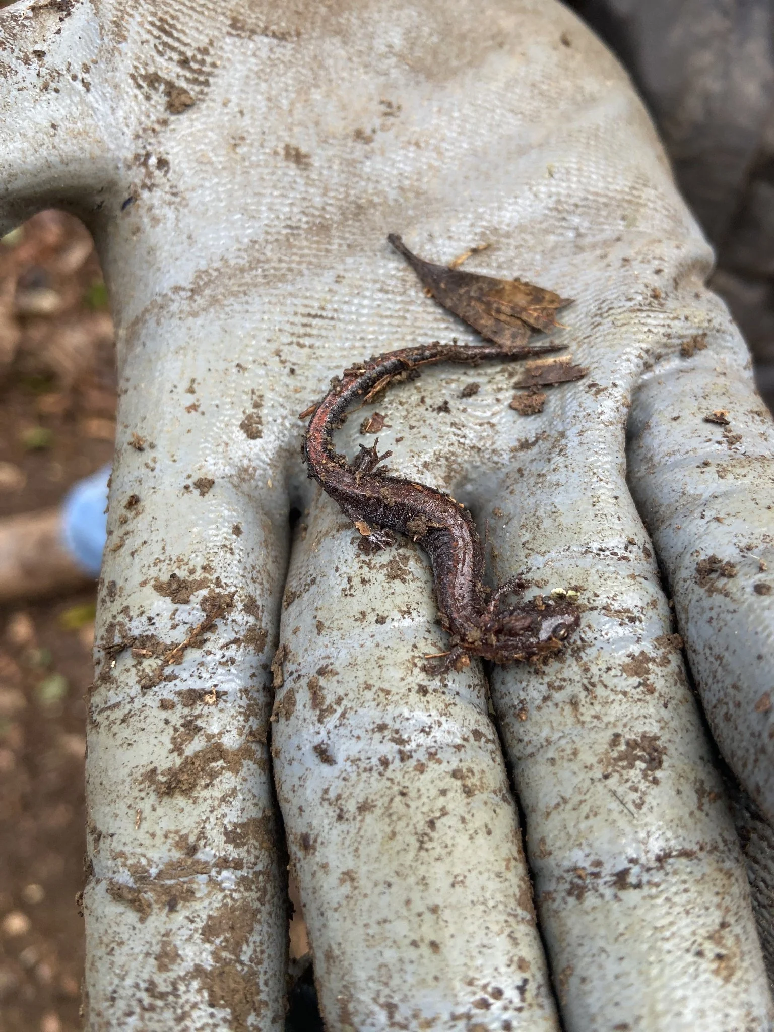 Southern Red-backed Salamander