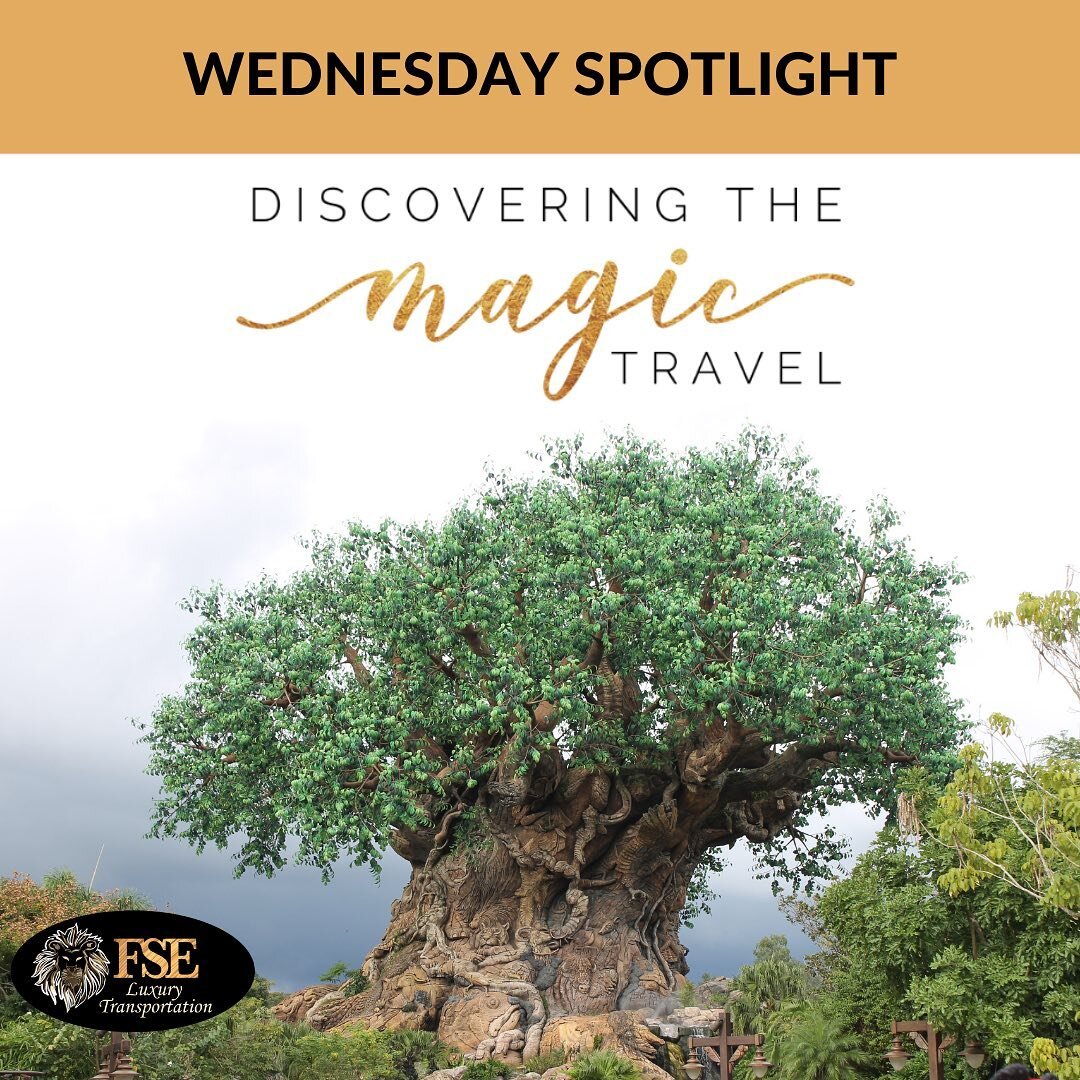 Are you thinking of visiting Disney any time soon? ⁠
⁠
This week's spotlight goes to Discovering the Magic Travel!⁠
⁠
@discoveringthemagic is a full-service travel agency that can customize your vacation for you and ensure it is free of stress!!⁠
⁠
C