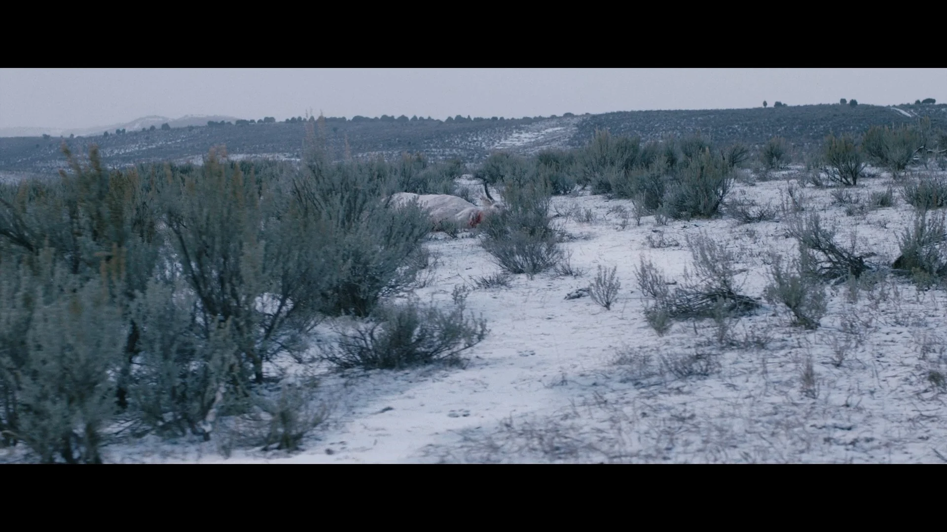 Wind River_t00.mkv_20260802_181656.607.jpg