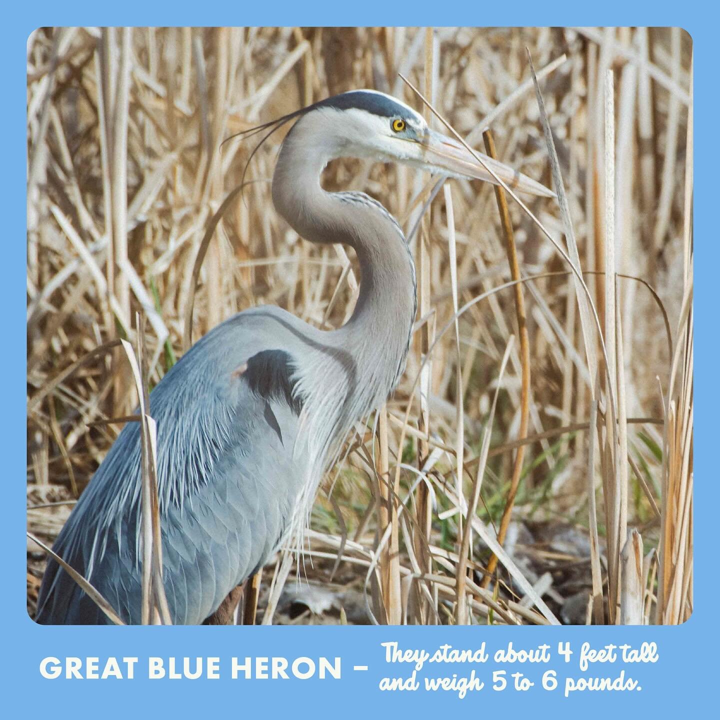 There I was, crouched down among the tall grasses. Peering through the tan haze as I saw this dinosaur hunting for fish. At first it looked only at me. Then as I settled in the bird went back to finding it&rsquo;s lunch and we both waited for a catch