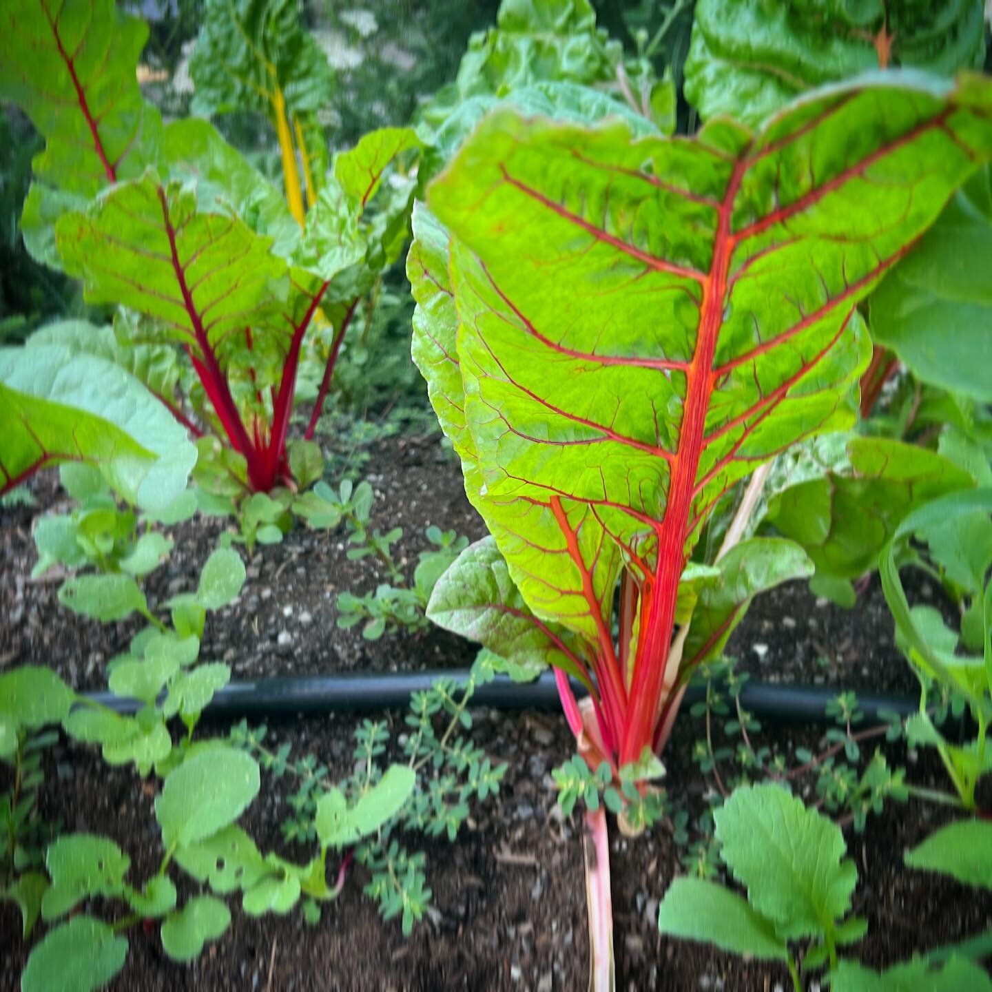 Red leaf kale - so delicious. Tear it up in to small pieces and message with a high quality EVO and lemon to wilt it and &ldquo;cook&rdquo; it. This way it keeps its nutrients and keeps your stove off too. 
How do you make your kale? #food #mealprep 