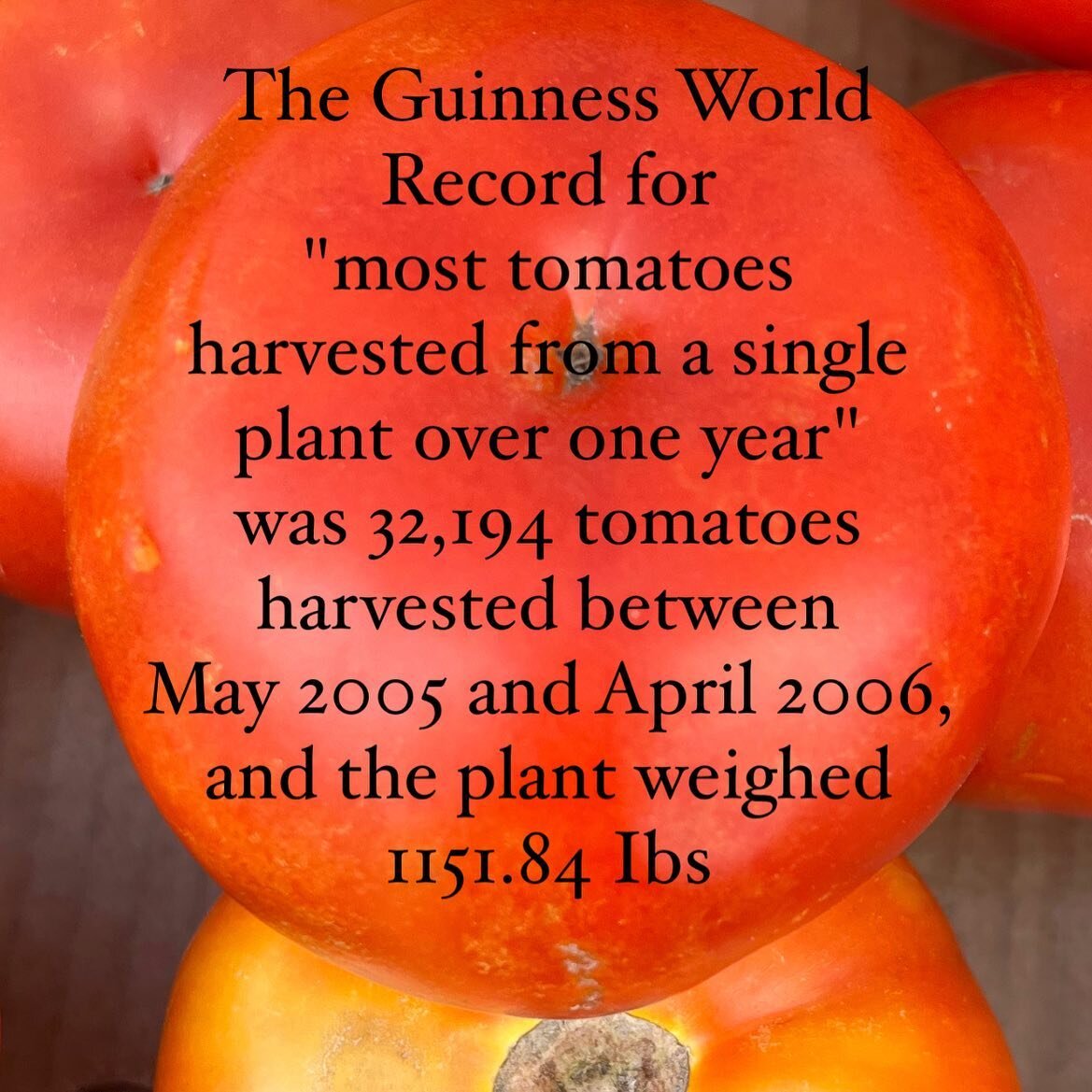 #triviatuesday 
Did you know this piece of trivia ? 
What other fun things do you know about tomatoes ?

#nativetomatoes #buylocal #localproduce #tomatoes #beefsteaktomatoes #fresh #redtomatoes #paquettefarm
