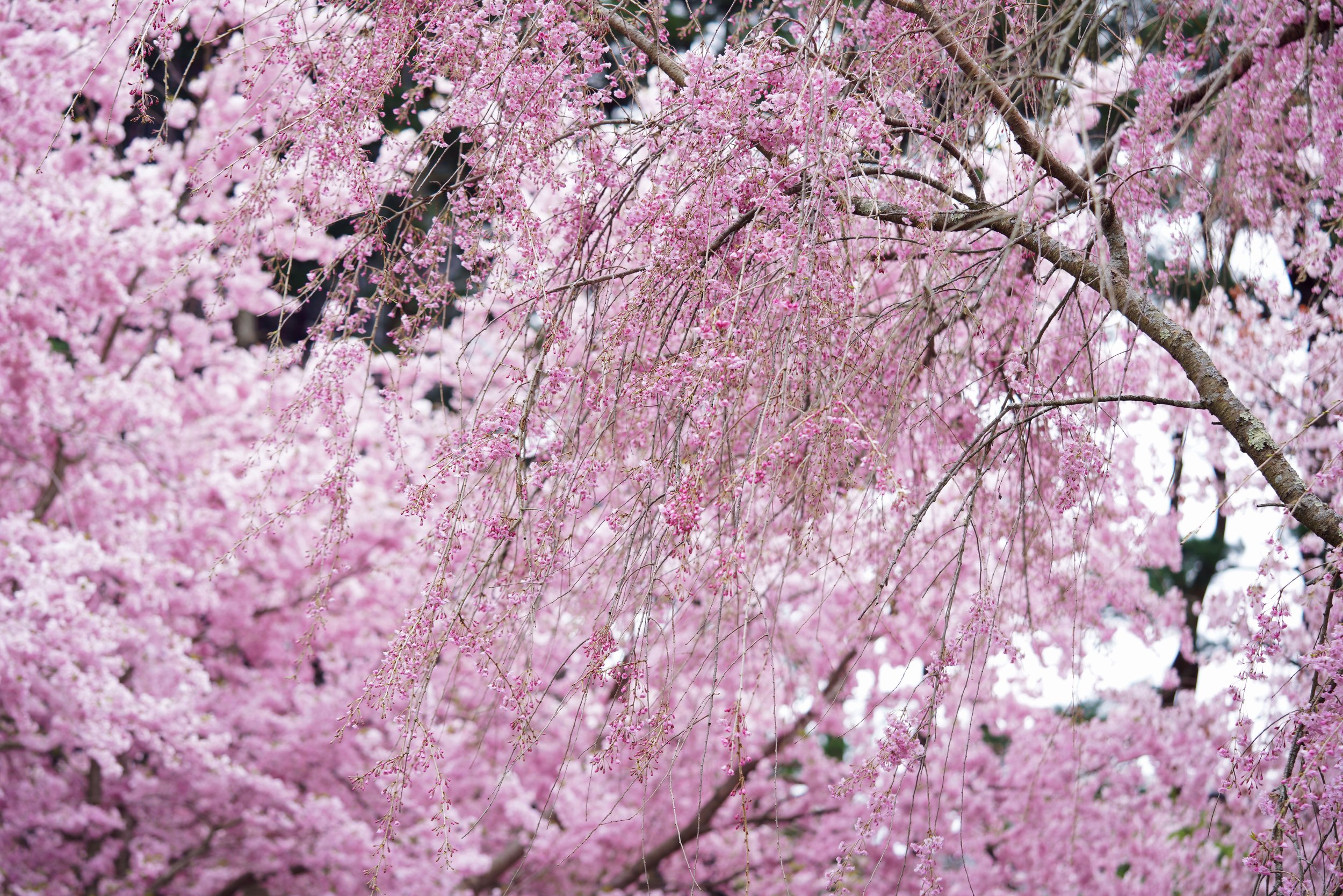 Cherry Blossoms III 5x7-11x14