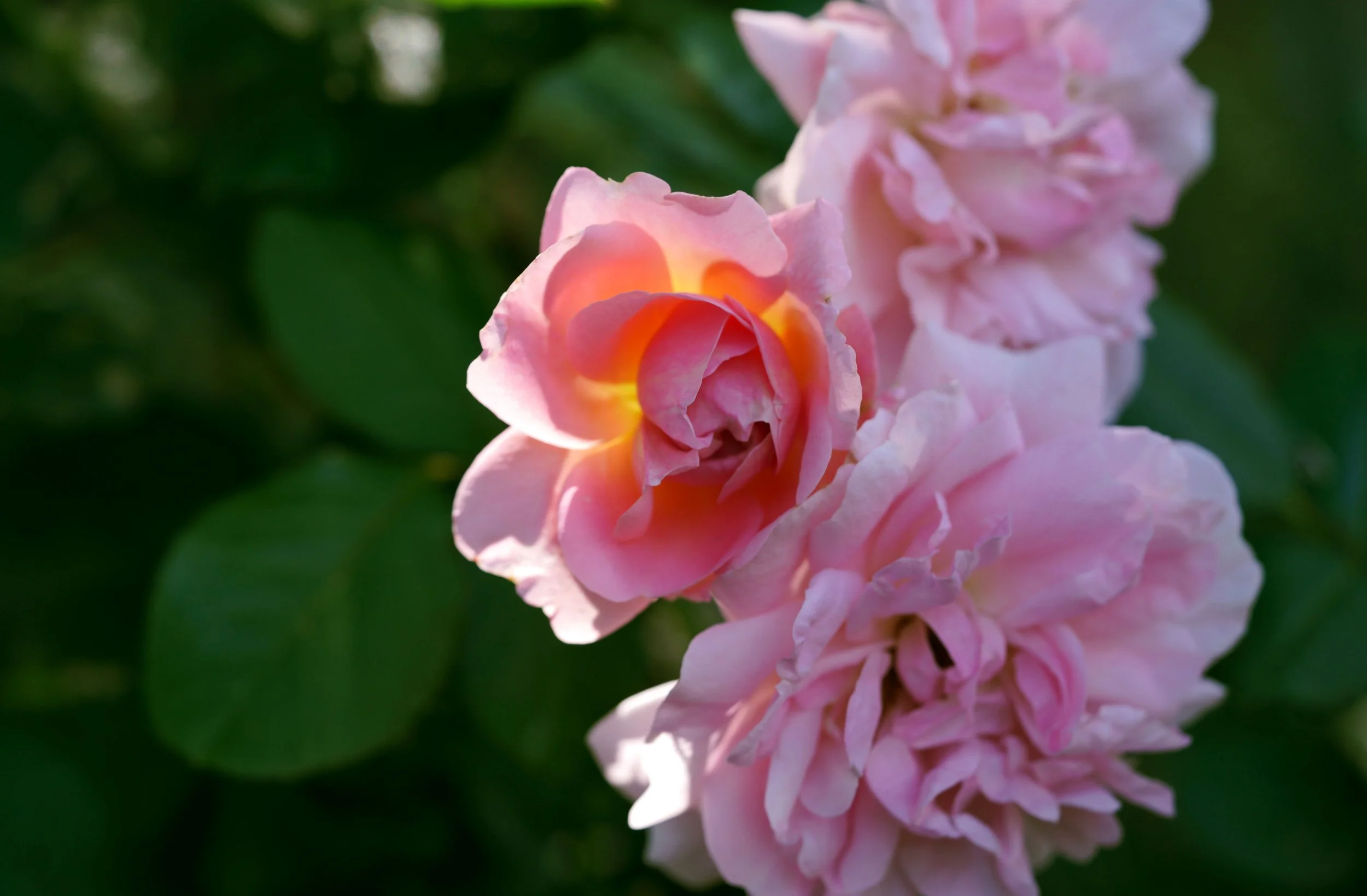 Summer Rose 