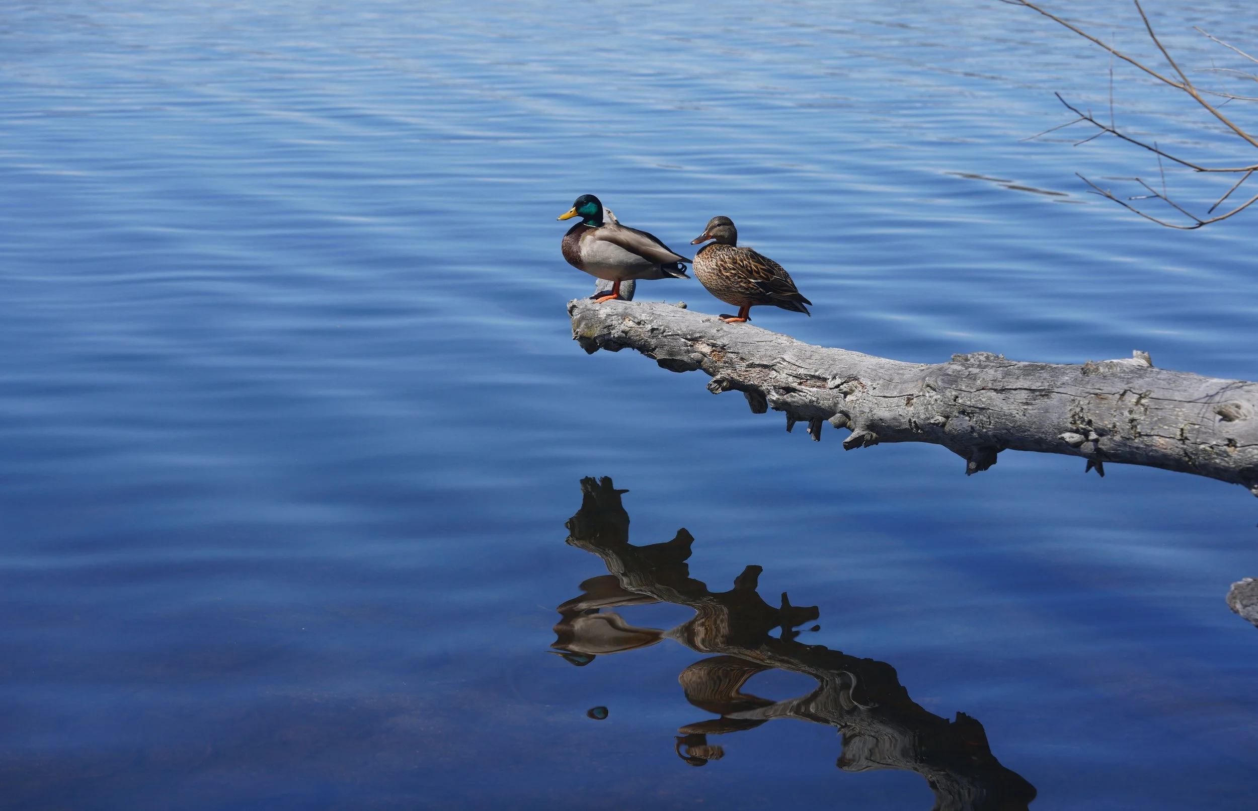 ducks2.jpg