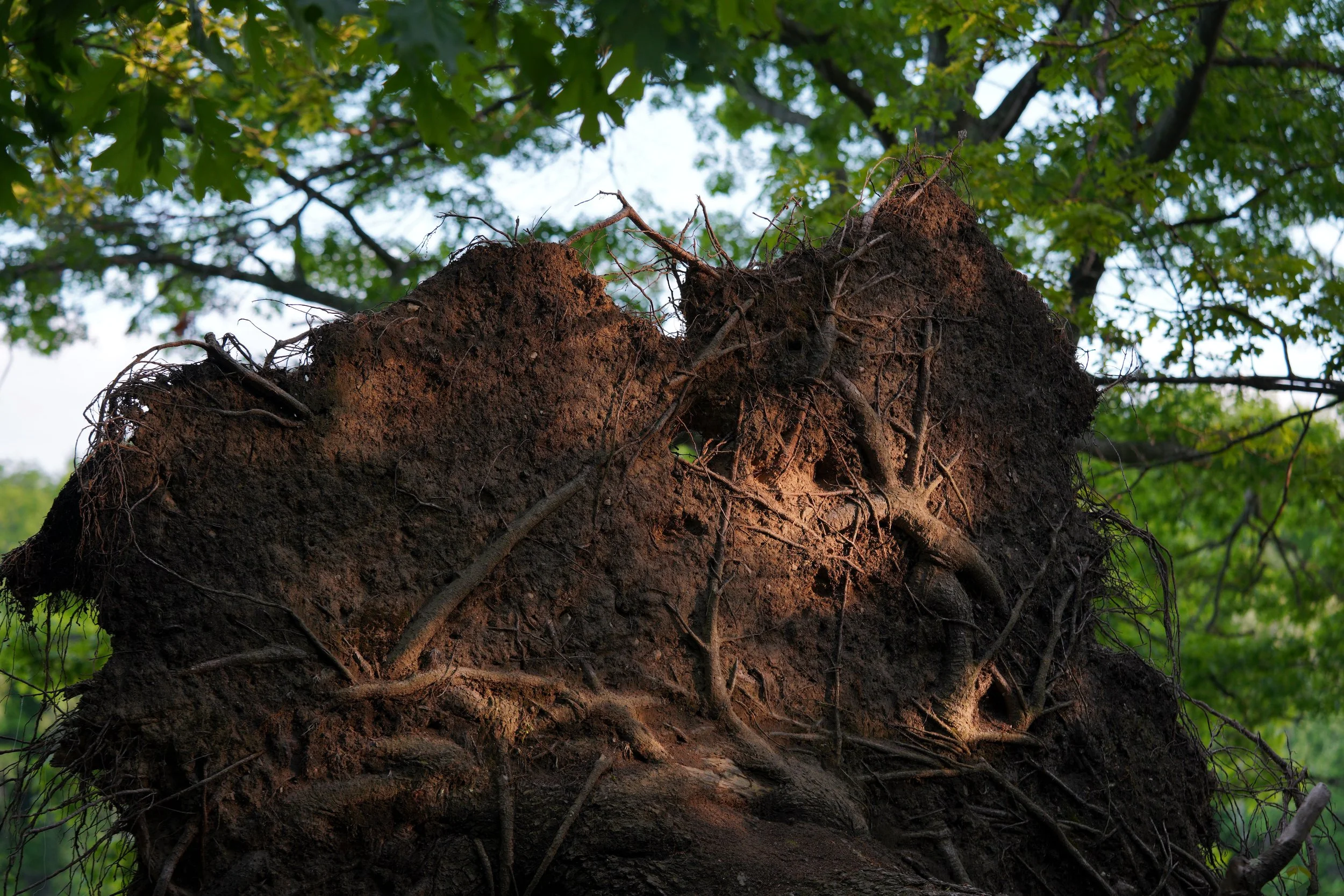 treetrunk12.jpg