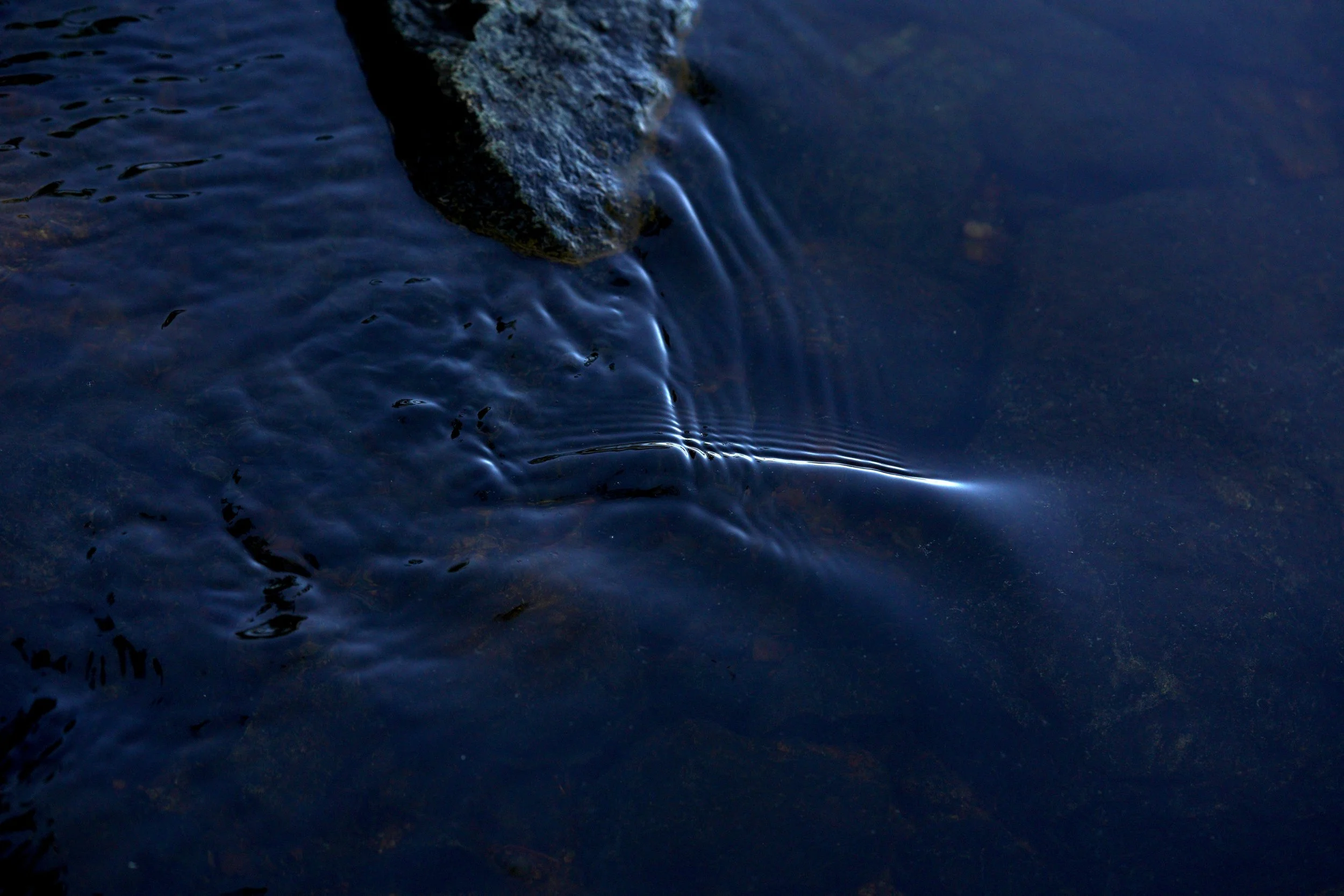 hornpond111.jpg