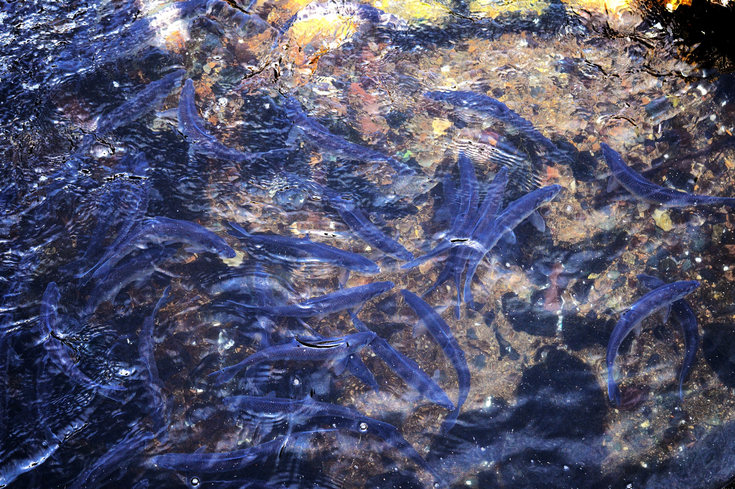 herring25.jpg