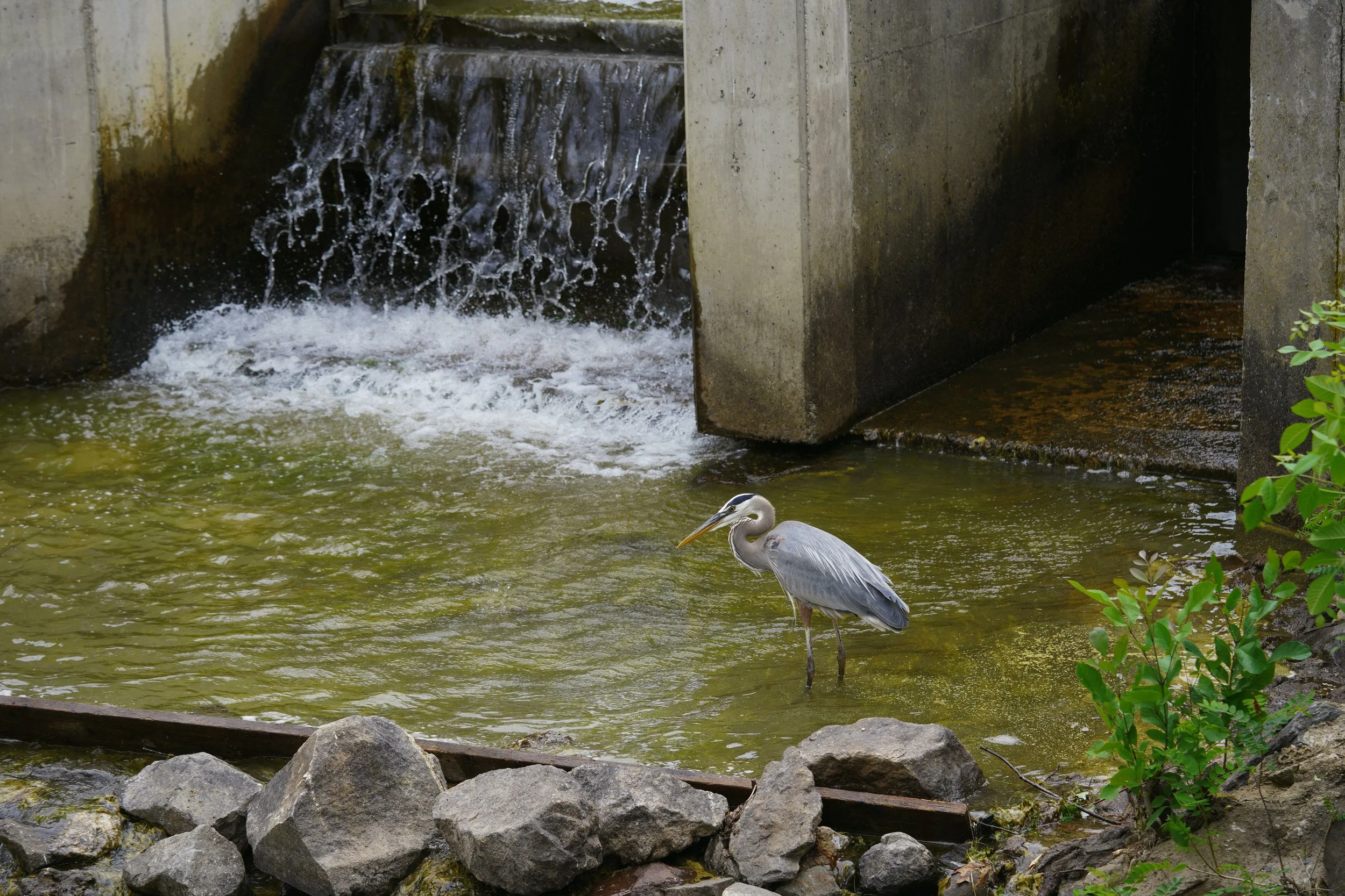 herring4.jpg