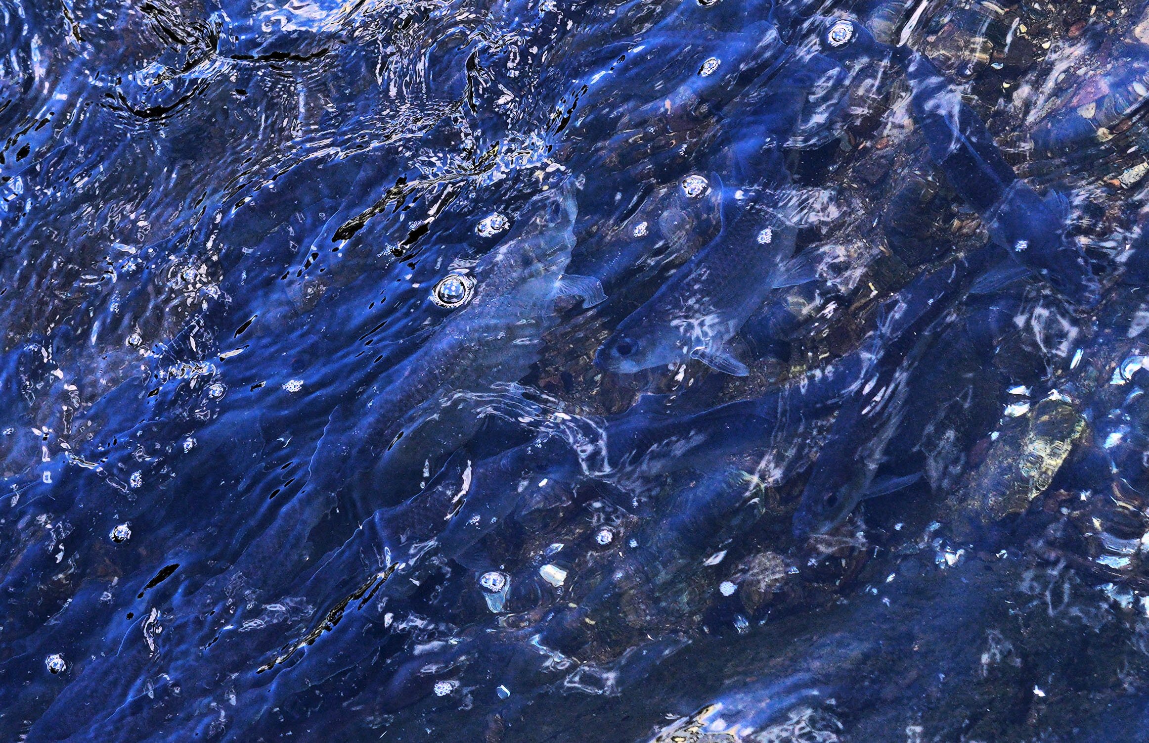 herring6.jpg