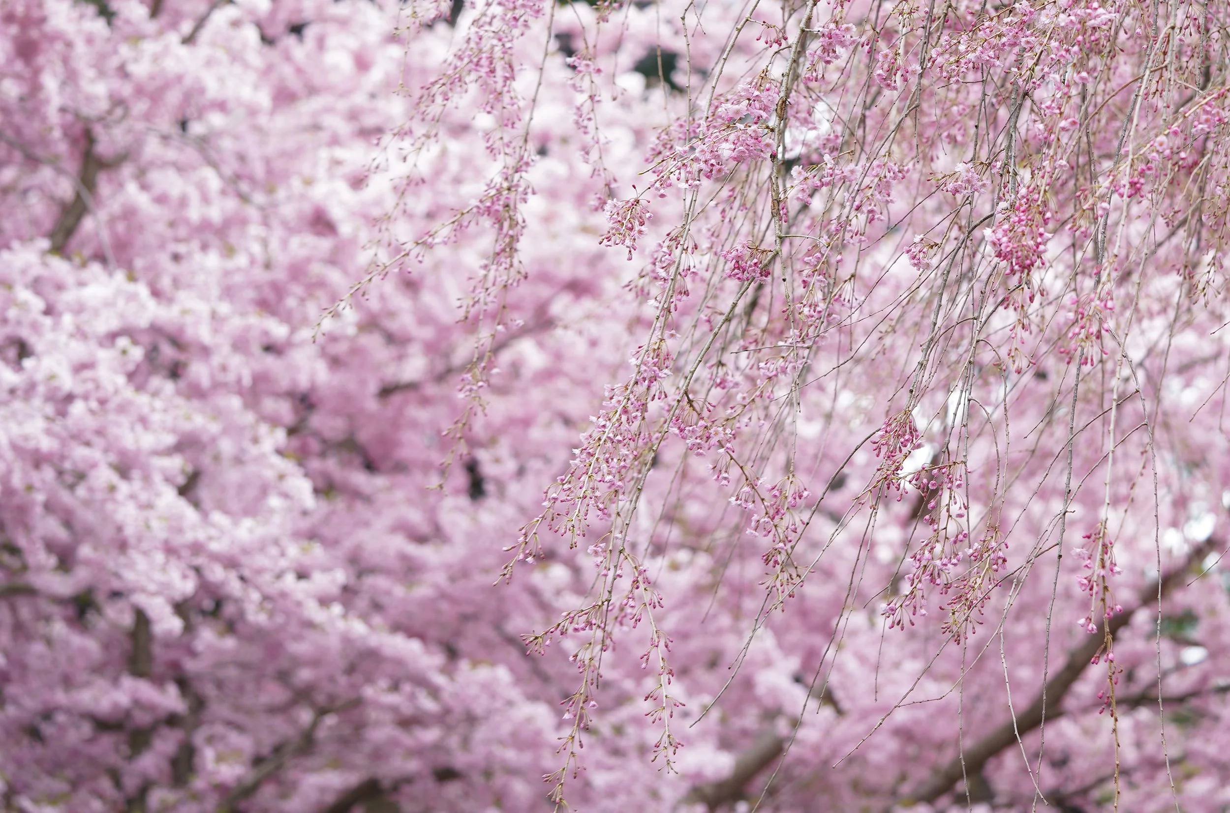 CHERRYBLOSSOMS.jpg