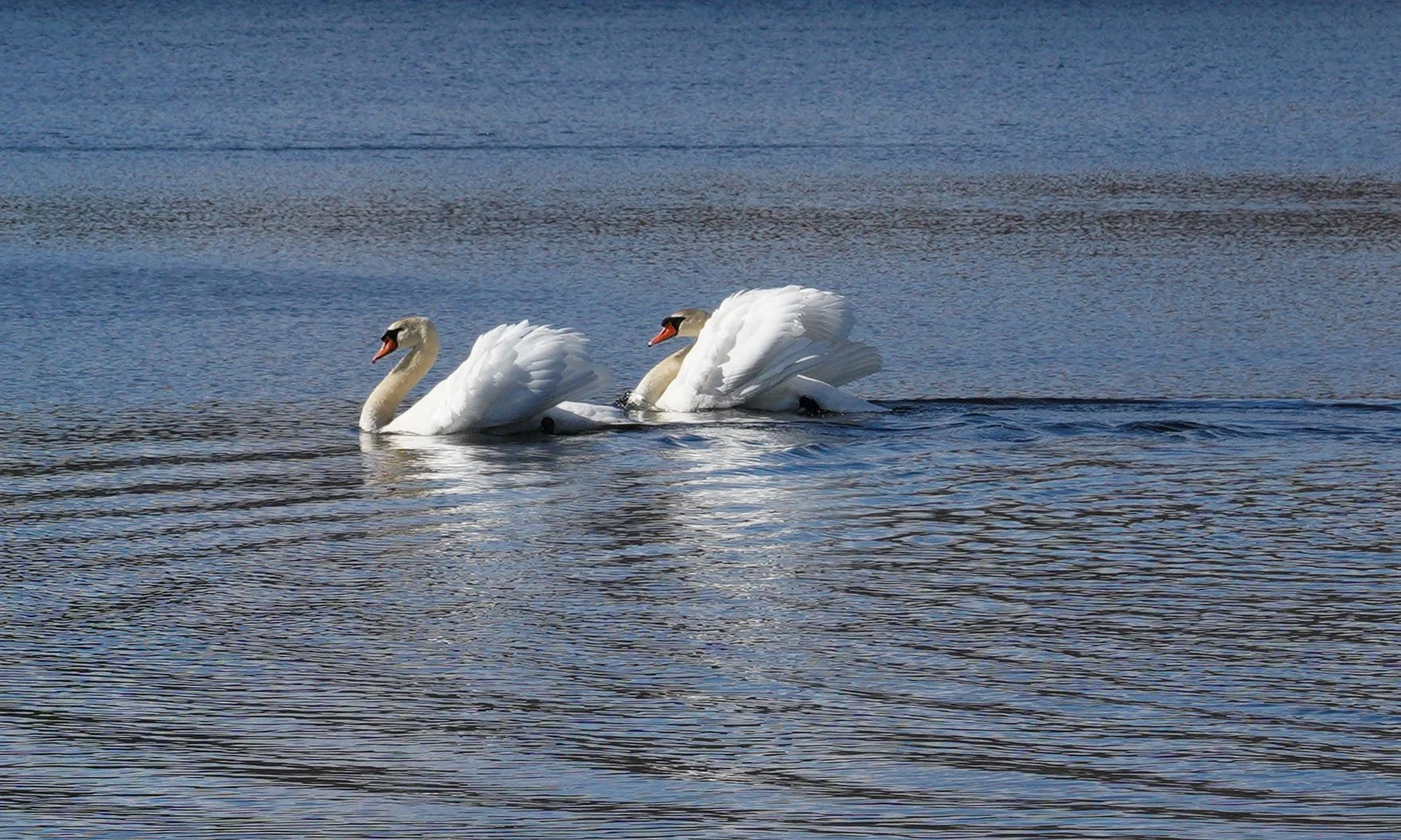 swans26.jpg