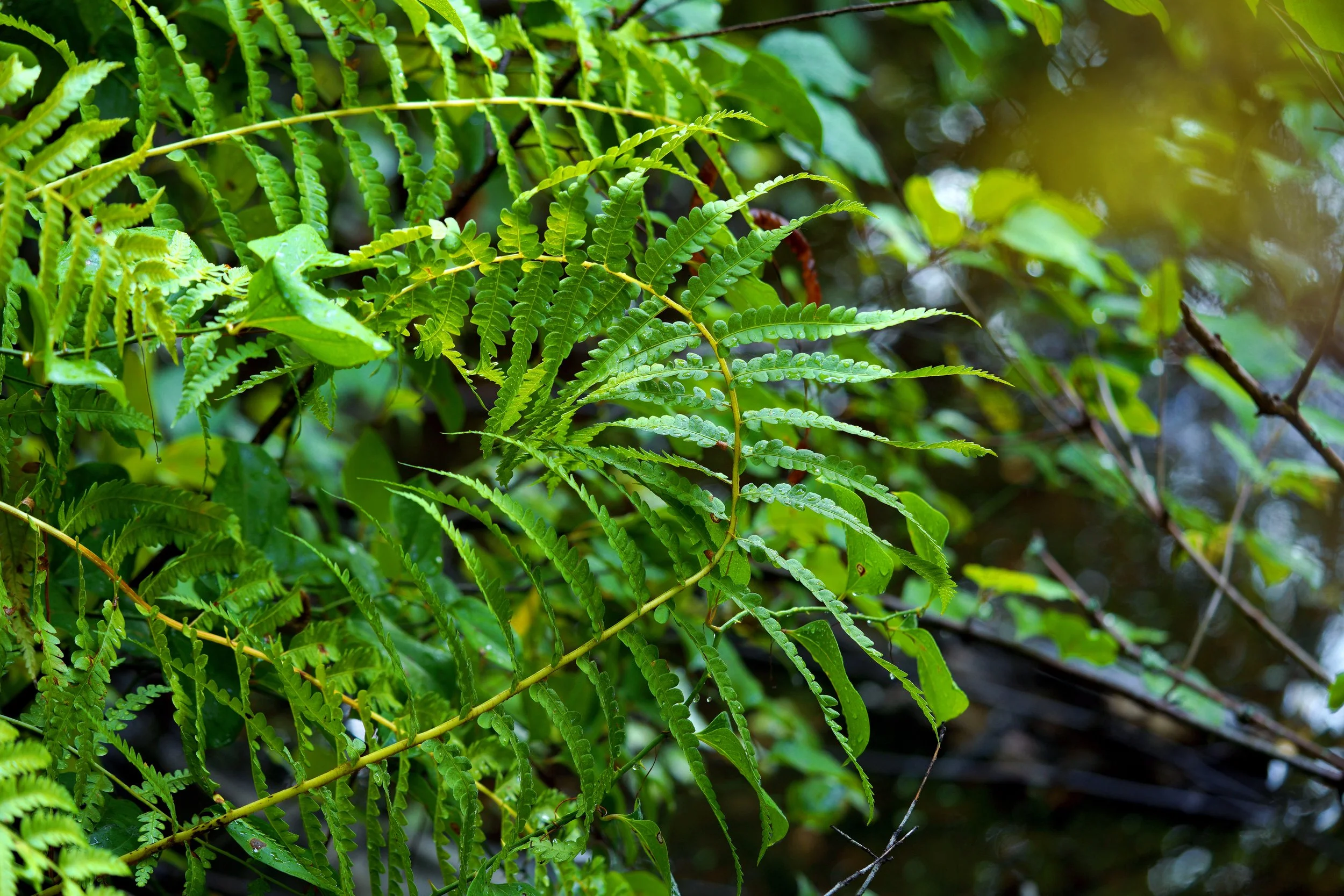 fern7.jpg