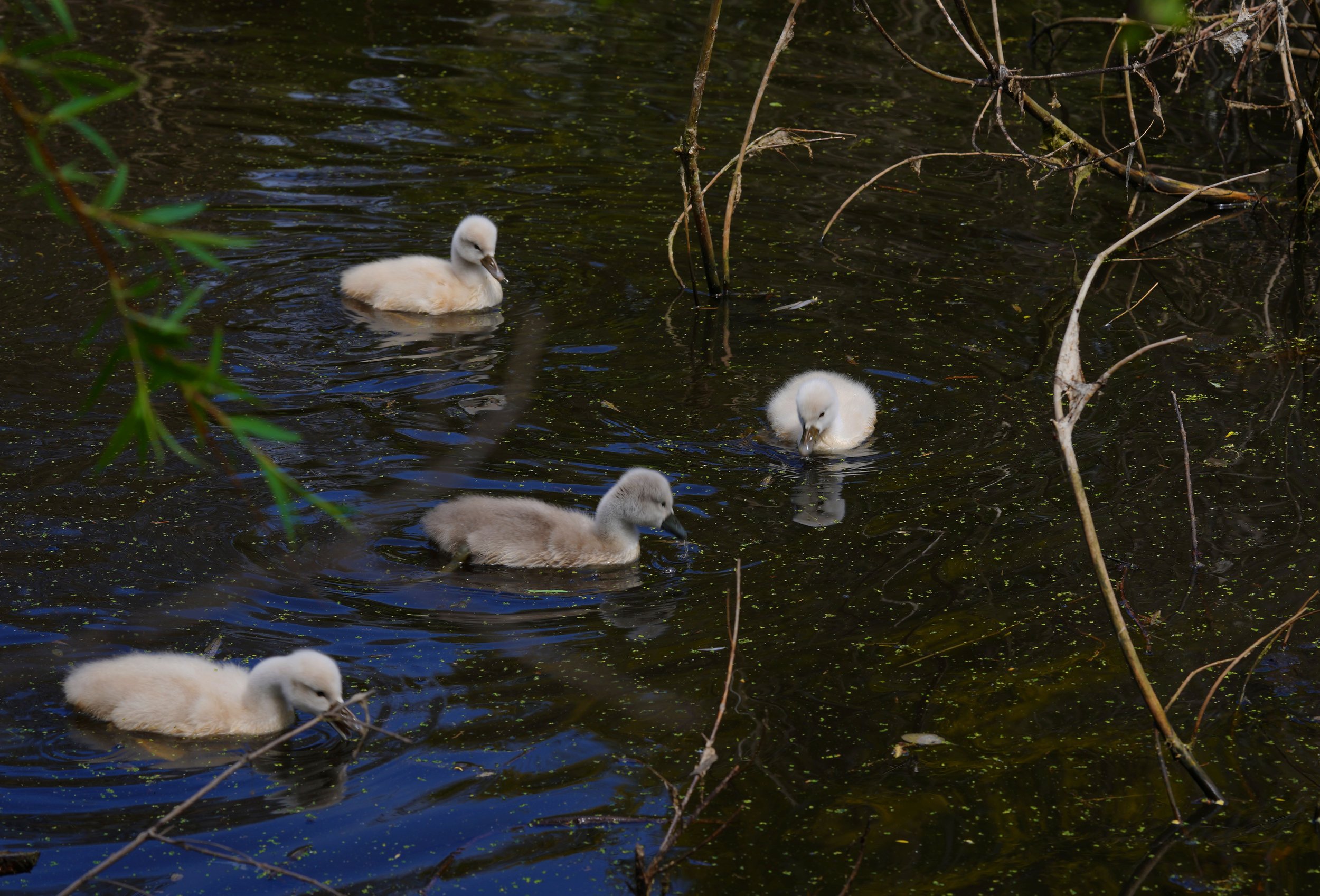 goslings1.jpg