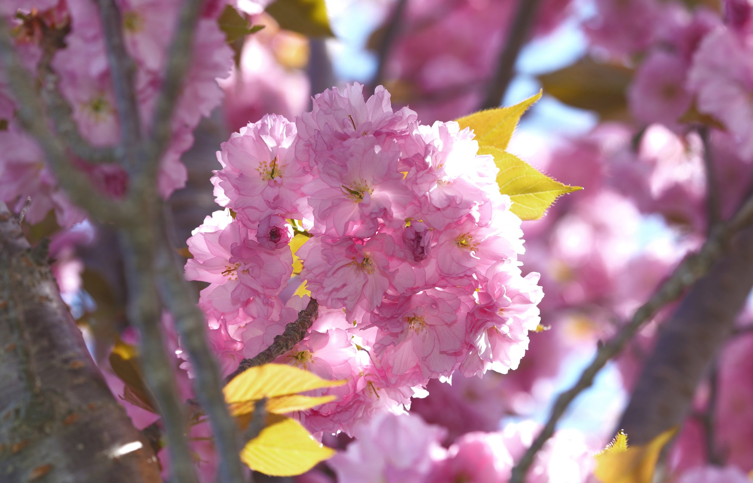 Cherry Blossoms 5x7-16x20