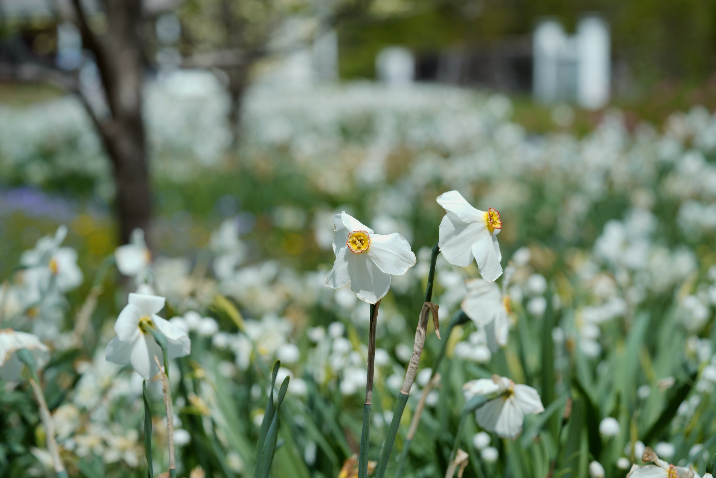 Daffodils