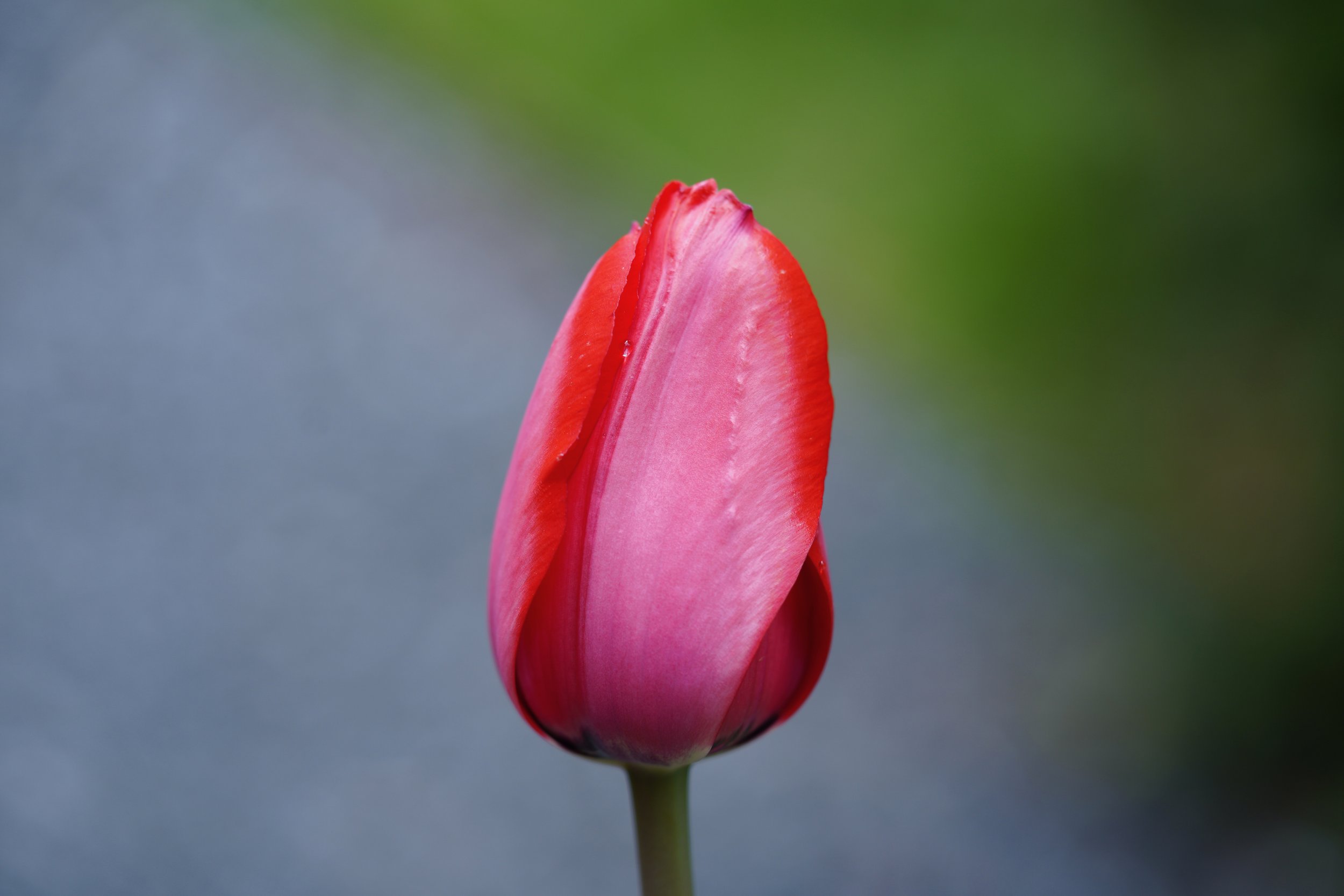 Red Ombre Tulip Sizes 5x7-16x20