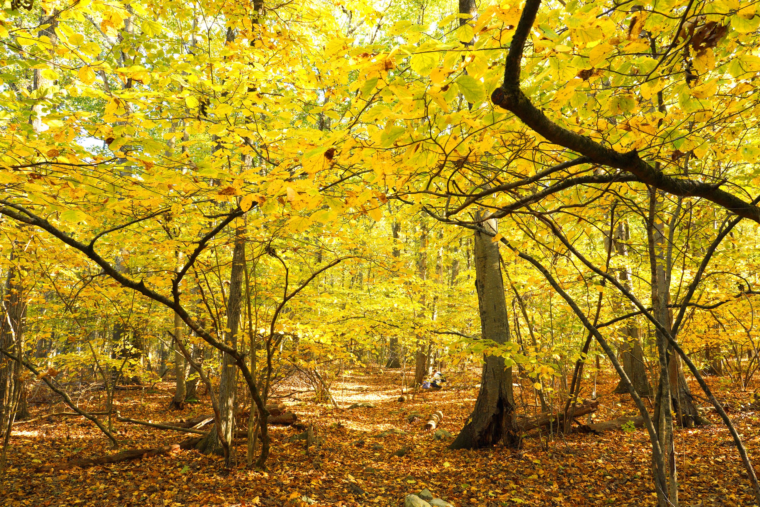 woods1.jpg
