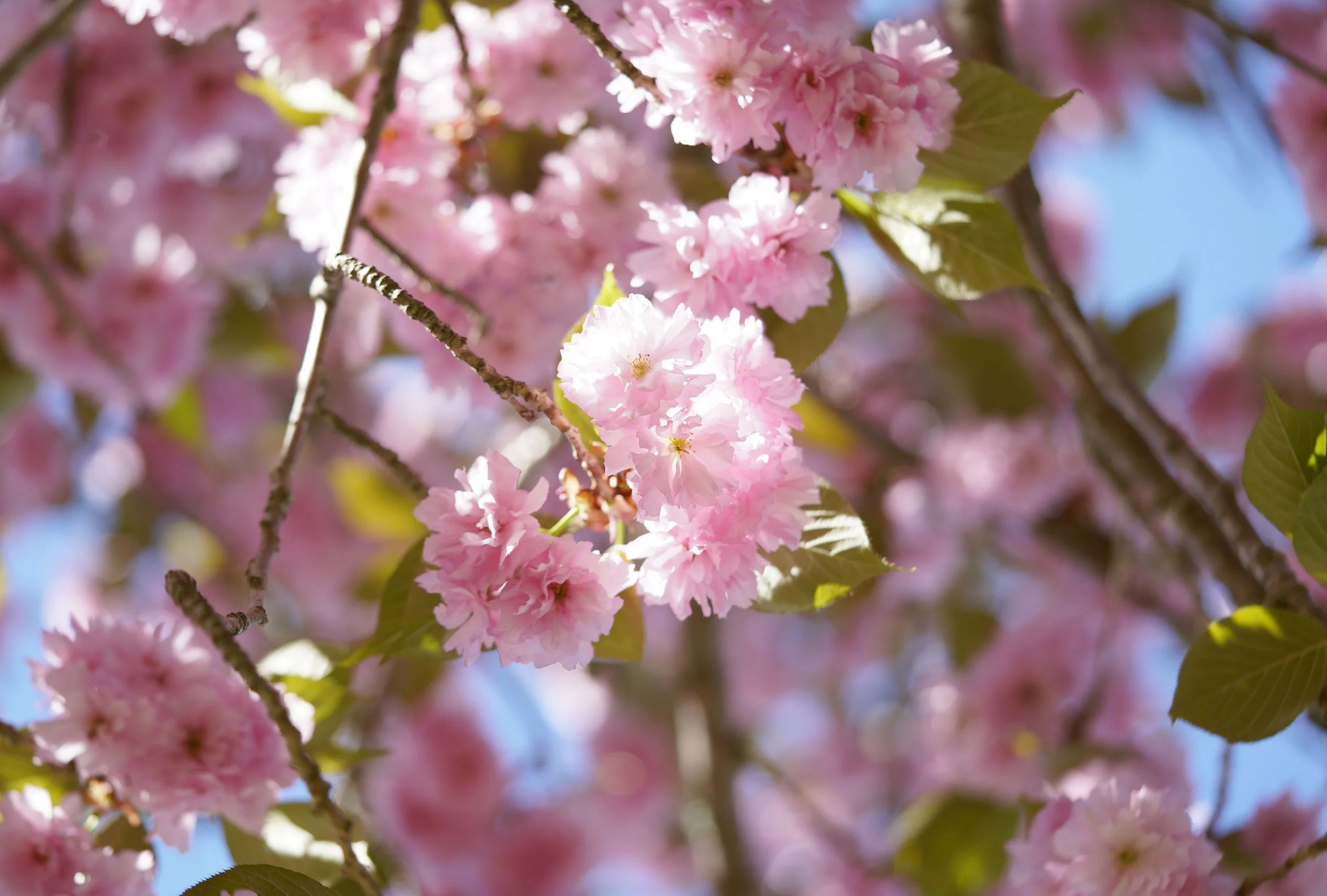 aboretumcherry63.jpg