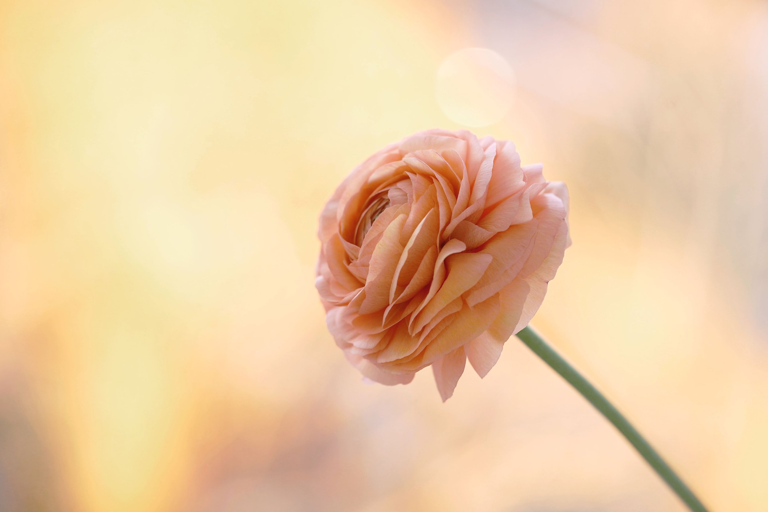 Soft Ranunculus 