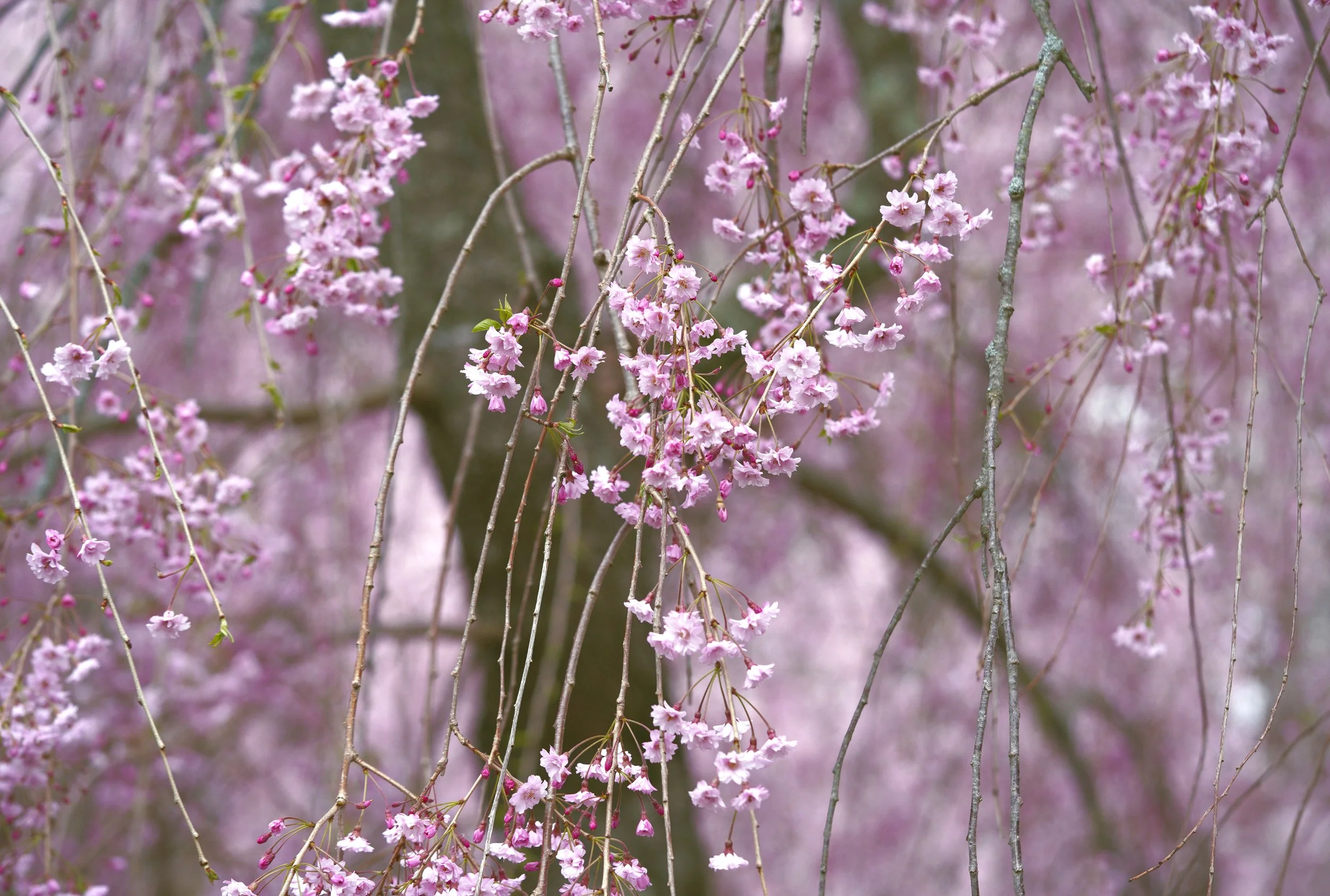 aboretumcherry8.jpg